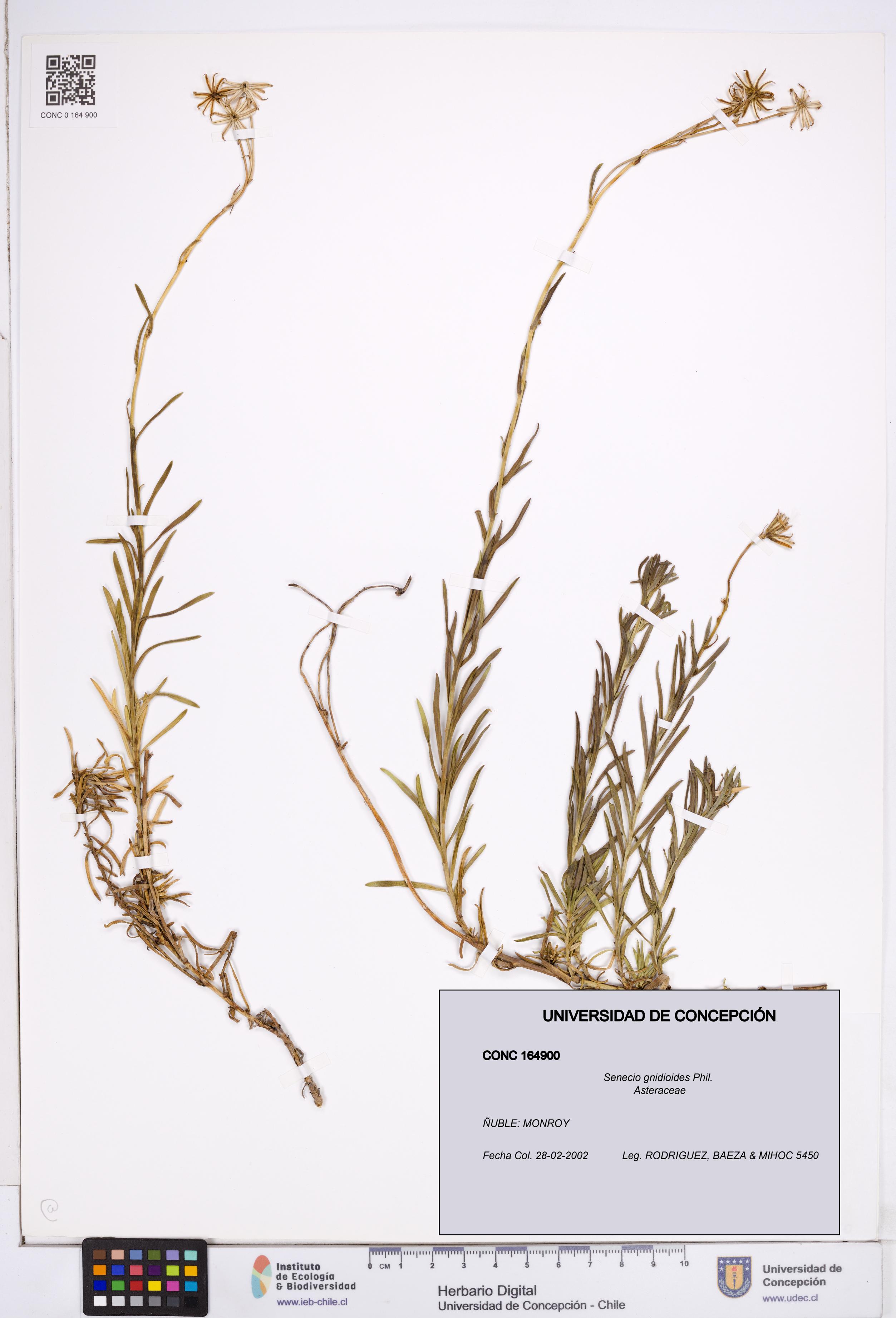 Senecio gnidioides [Espécimen: ]