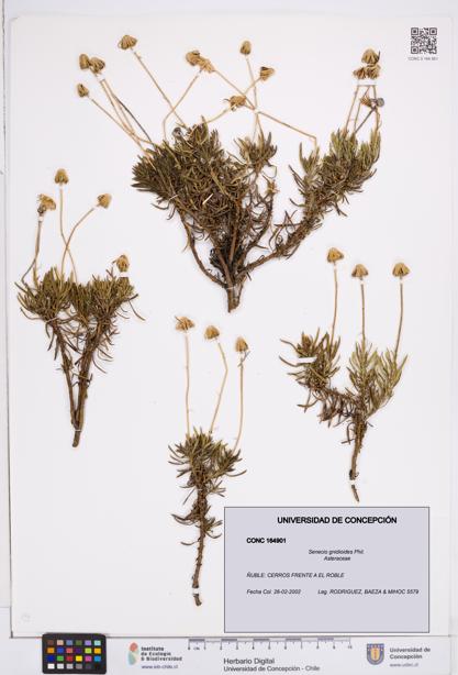 Senecio gnidioides [Espécimen: ]