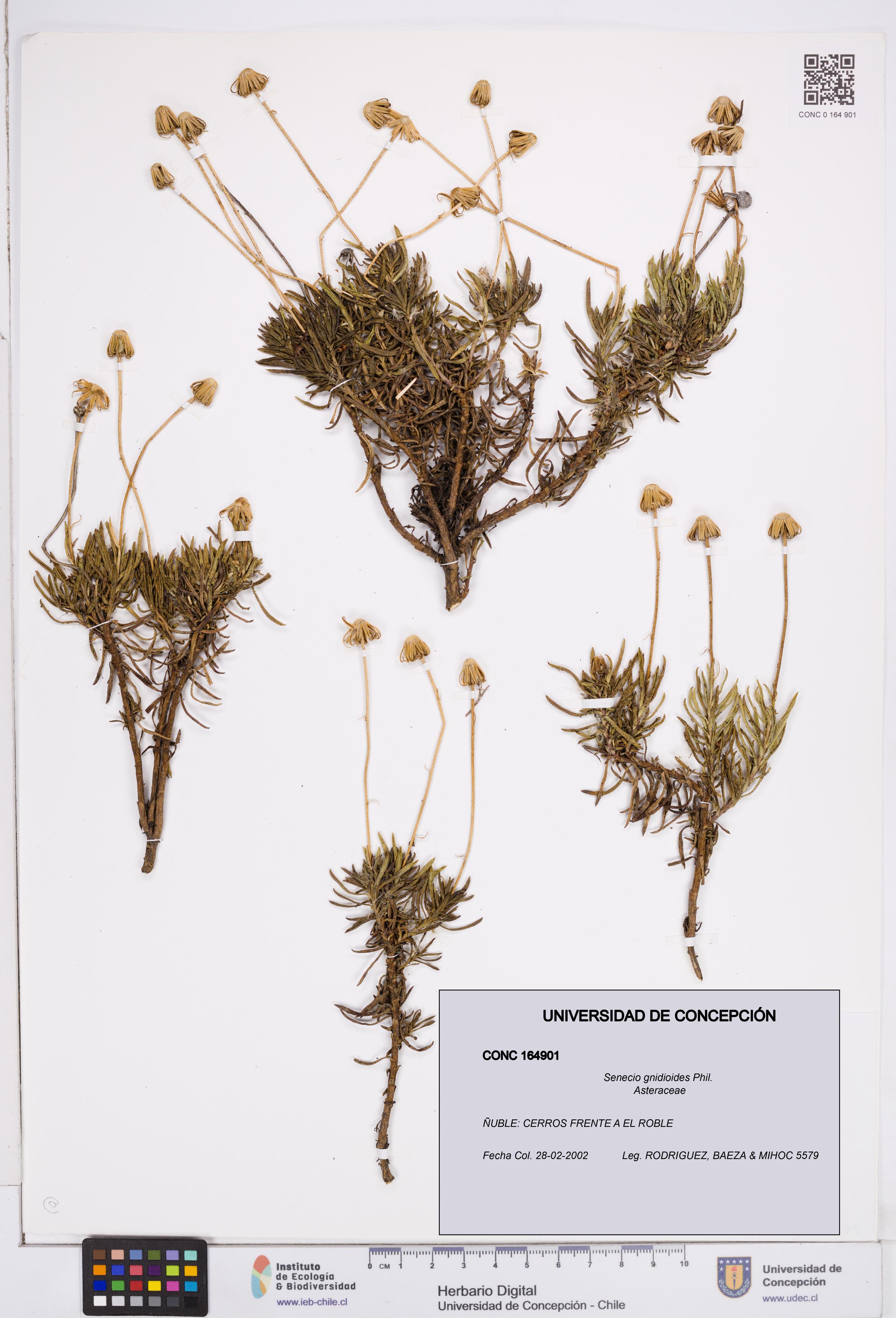 Senecio gnidioides [Espécimen: ]