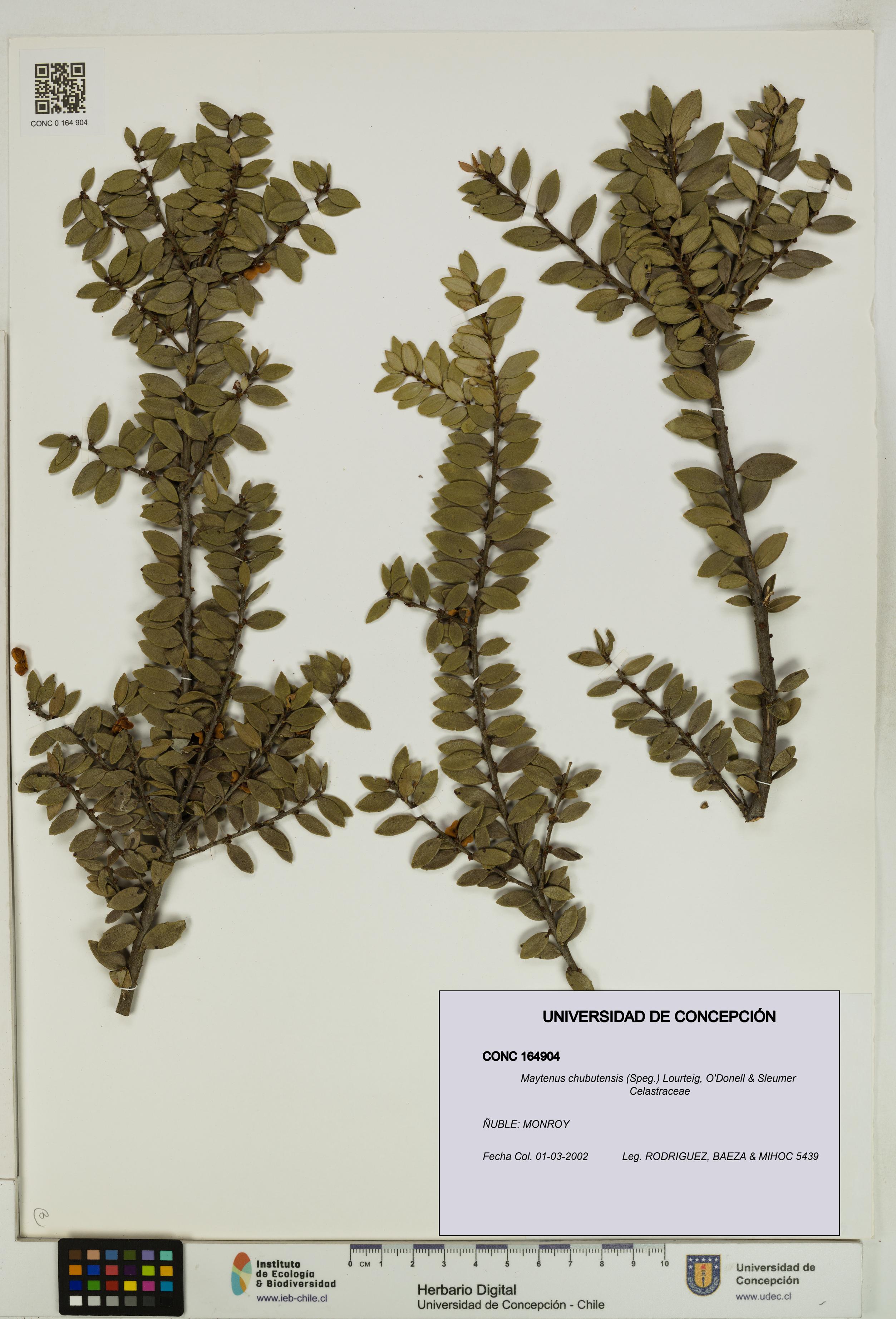 Maytenus chubutensis [Espécimen: UDEC:CONC:0164904]