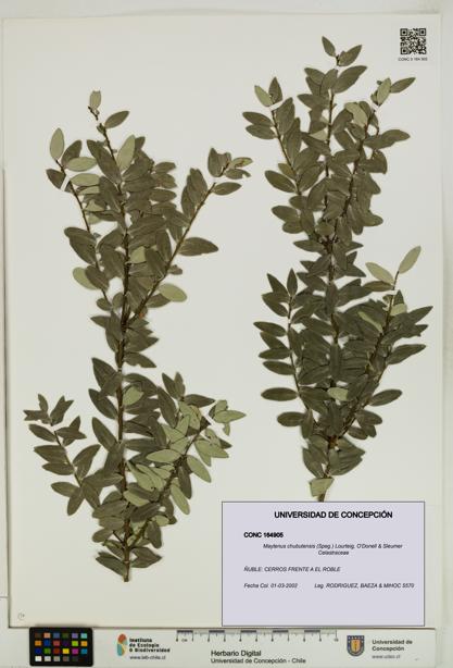 Maytenus chubutensis [Espécimen: UDEC:CONC:0164905]