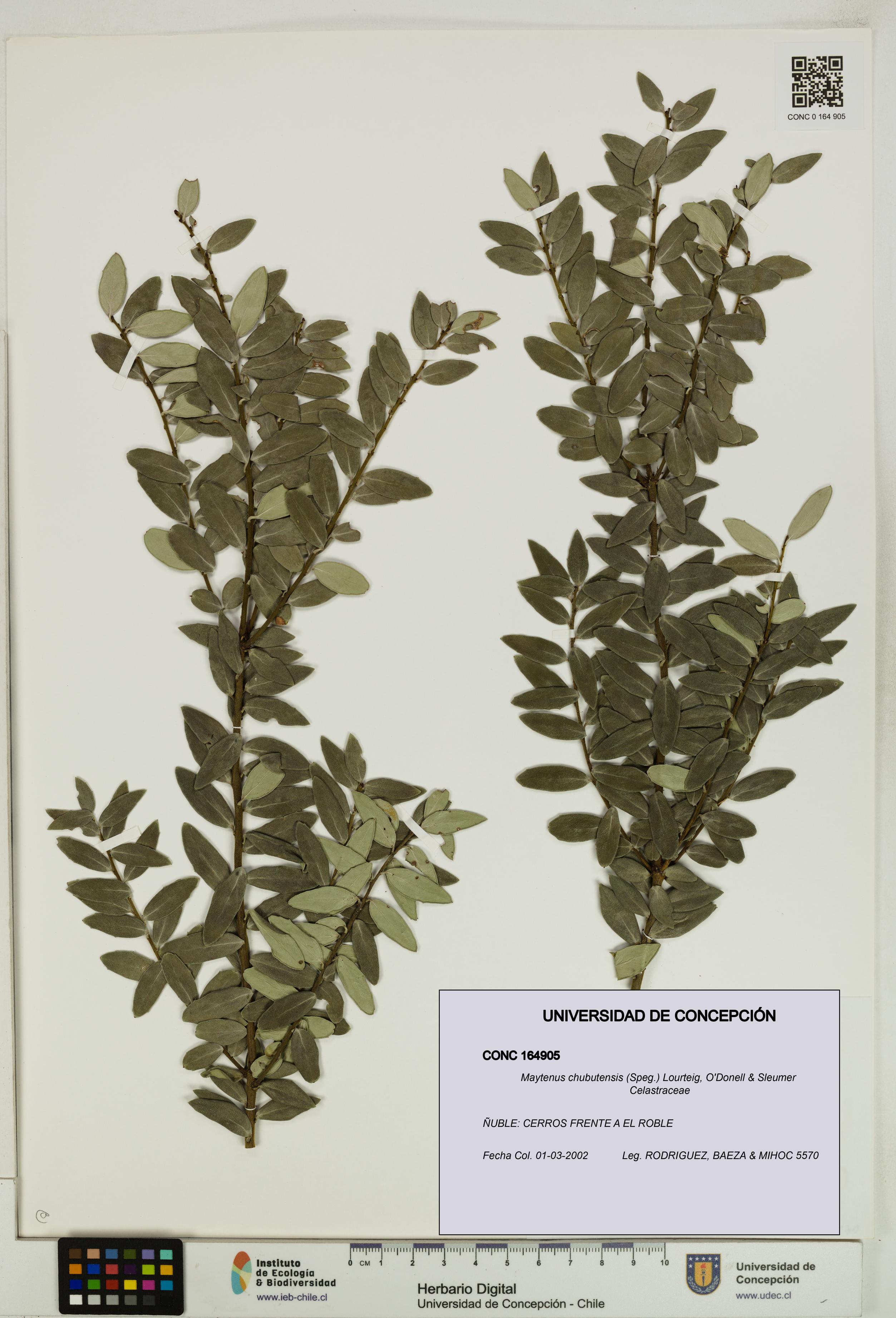 Maytenus chubutensis [Espécimen: UDEC:CONC:0164905]