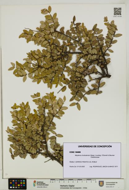 Maytenus chubutensis [Espécimen: UDEC:CONC:0164906]