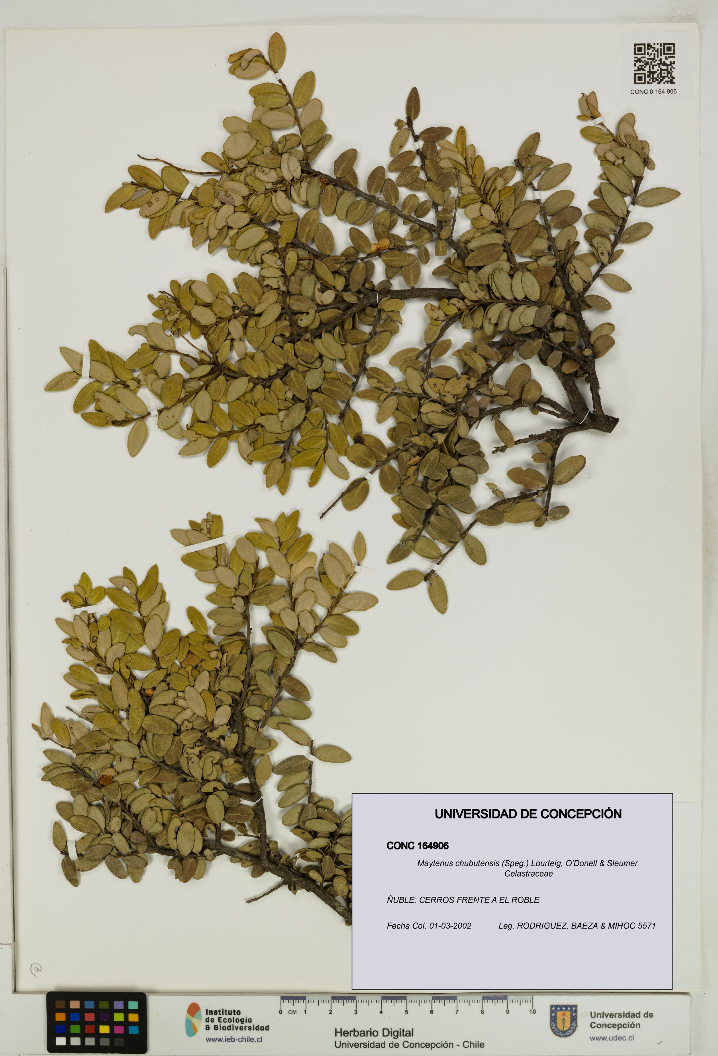 Maytenus chubutensis [Espécimen: UDEC:CONC:0164906]