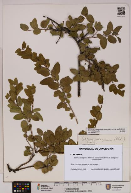 Schinus patagonica [Espécimen: UDEC:CONC:0164907]