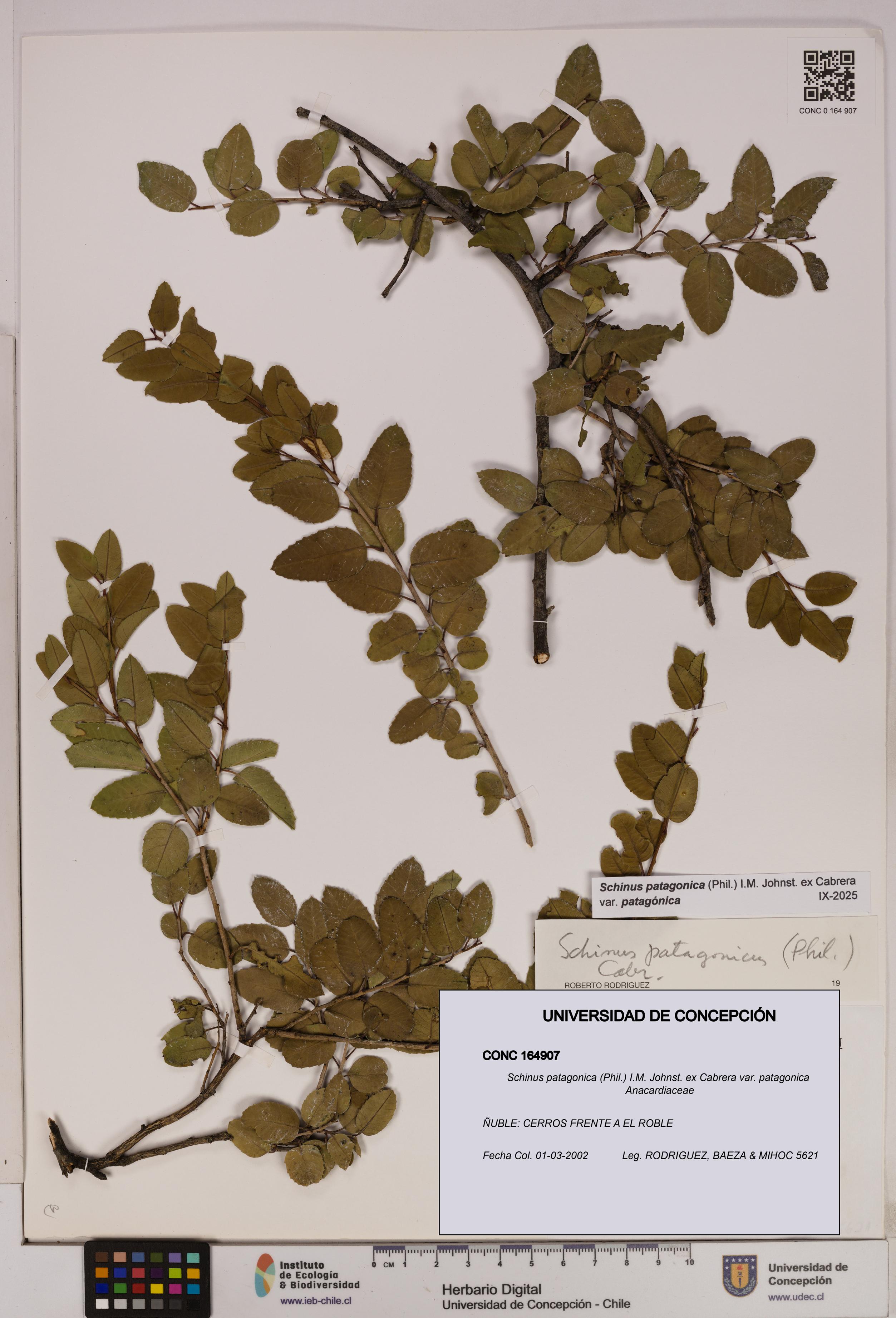 Schinus patagonica [Espécimen: UDEC:CONC:0164907]