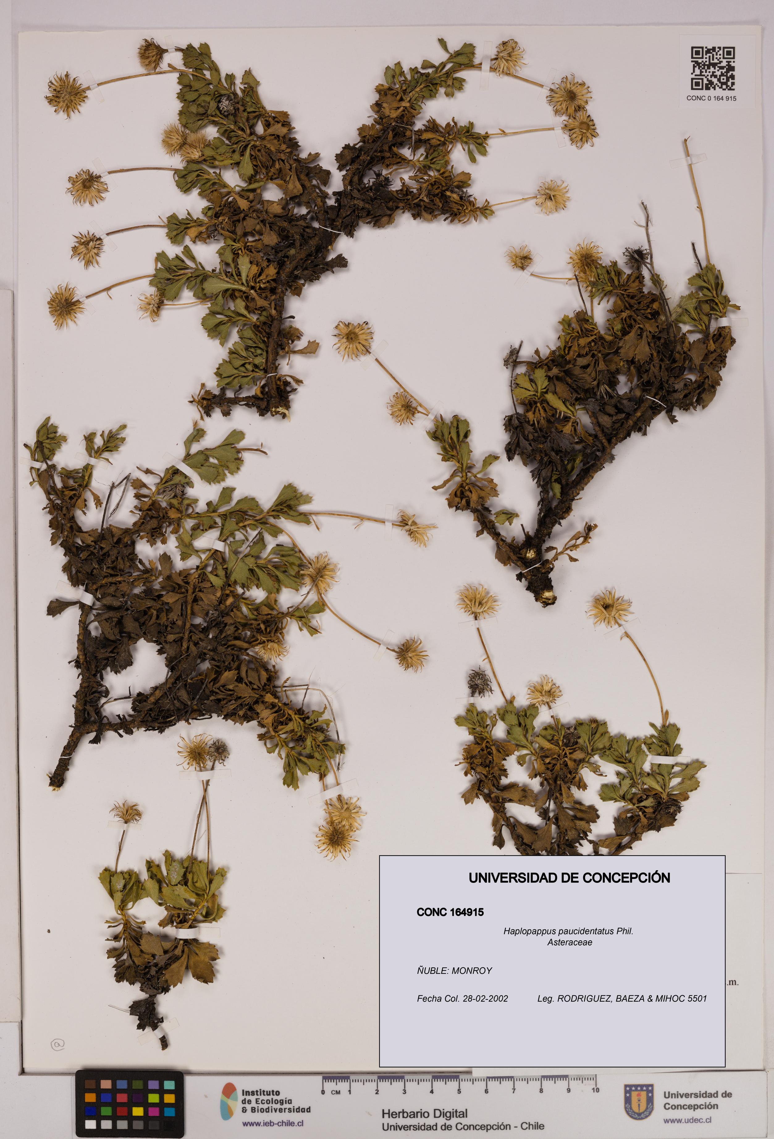 Haplopappus paucidentatus [Espécimen: UDEC:CONC:0164915]