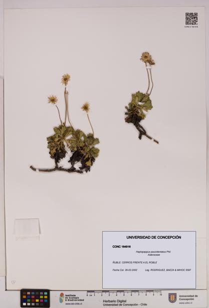 Haplopappus paucidentatus [Espécimen: UDEC:CONC:0164916]