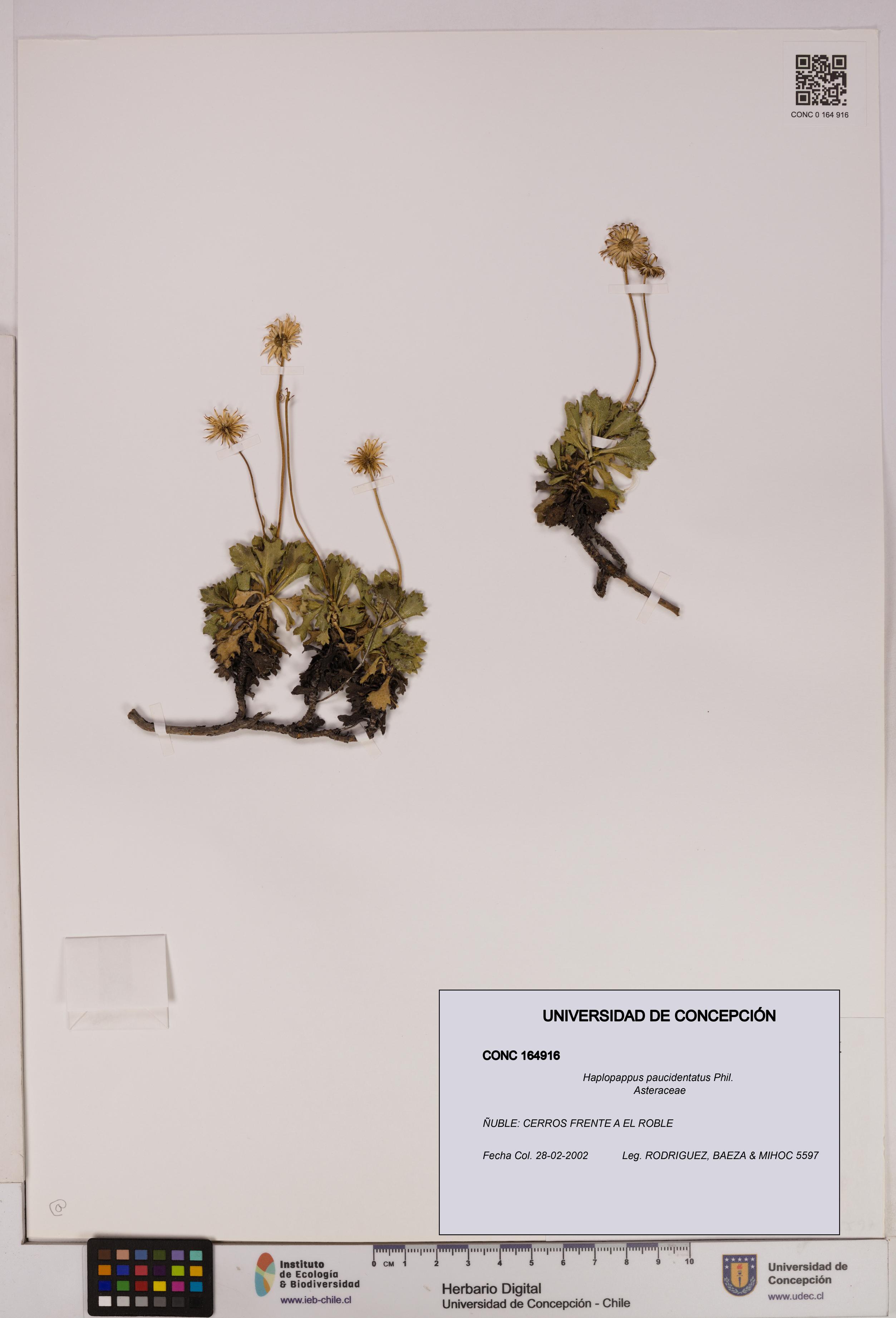 Haplopappus paucidentatus [Espécimen: UDEC:CONC:0164916]