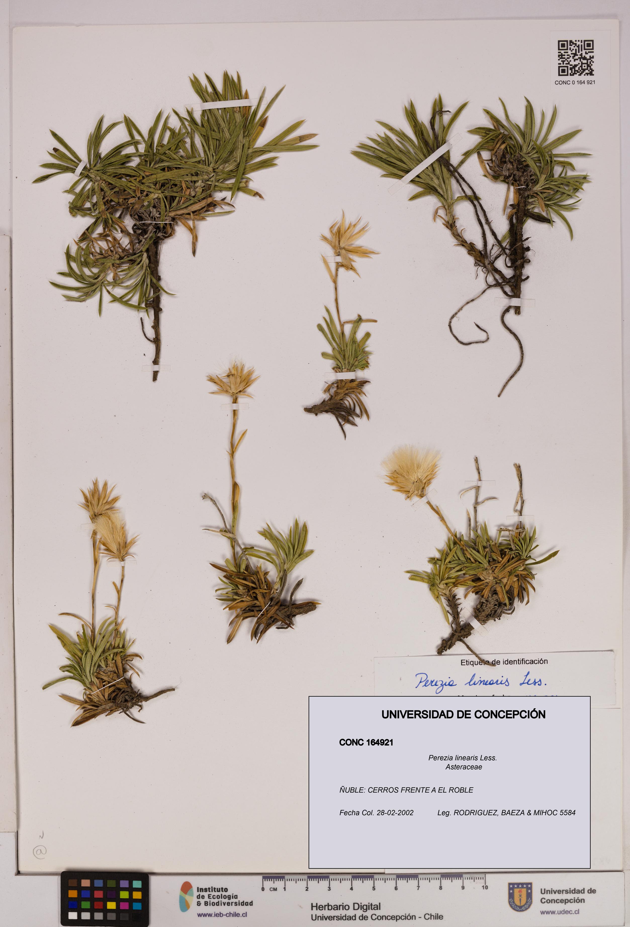 Perezia linearis [Espécimen: UDEC:CONC:0164921]