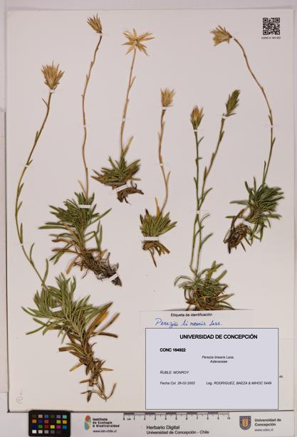 Perezia linearis [Espécimen: UDEC:CONC:0164922]