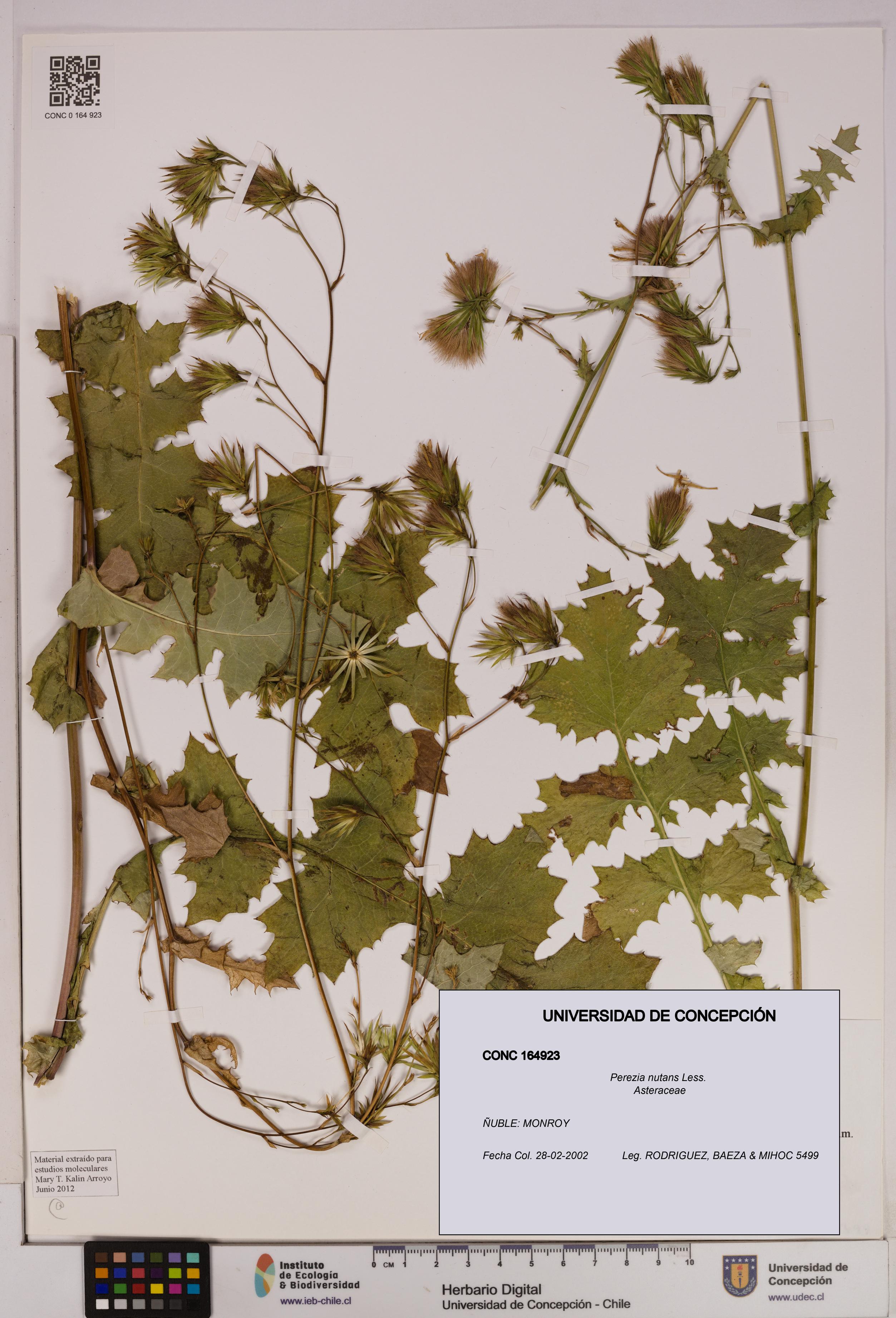 Perezia nutans [Espécimen: UDEC:CONC:0164923]