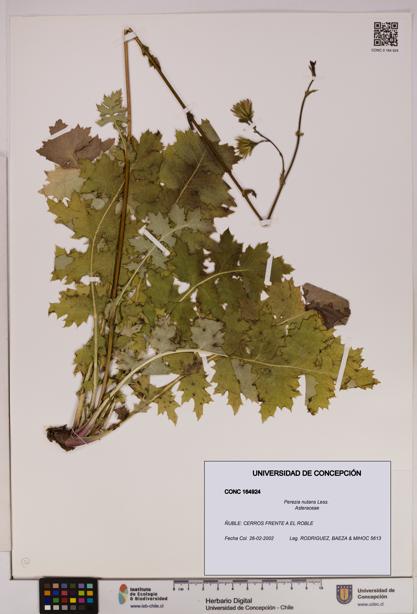 Perezia nutans [Espécimen: UDEC:CONC:0164924]