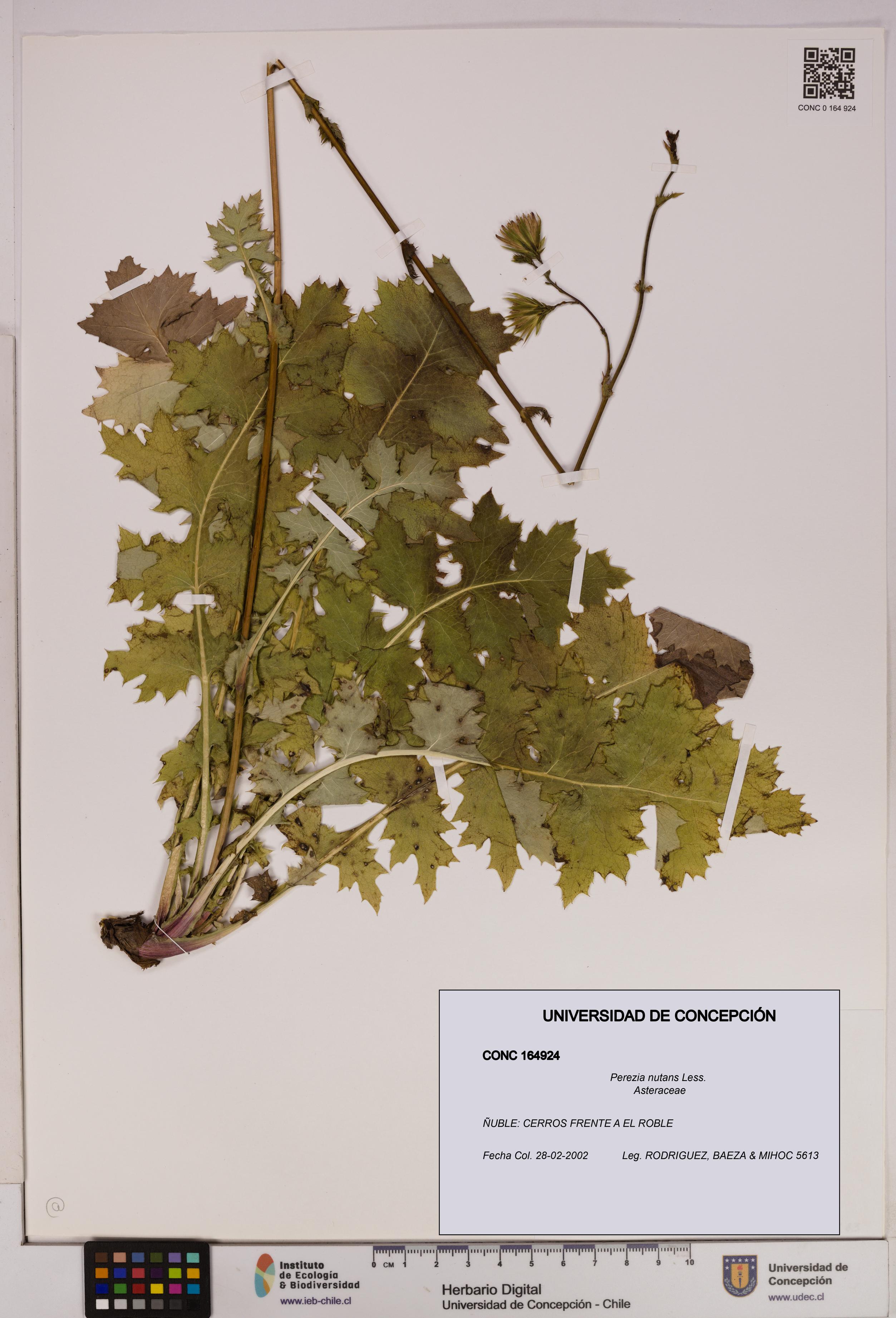 Perezia nutans [Espécimen: UDEC:CONC:0164924]