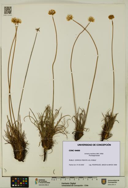 Armeria maritima [Espécimen: UDEC:CONC:0164930]