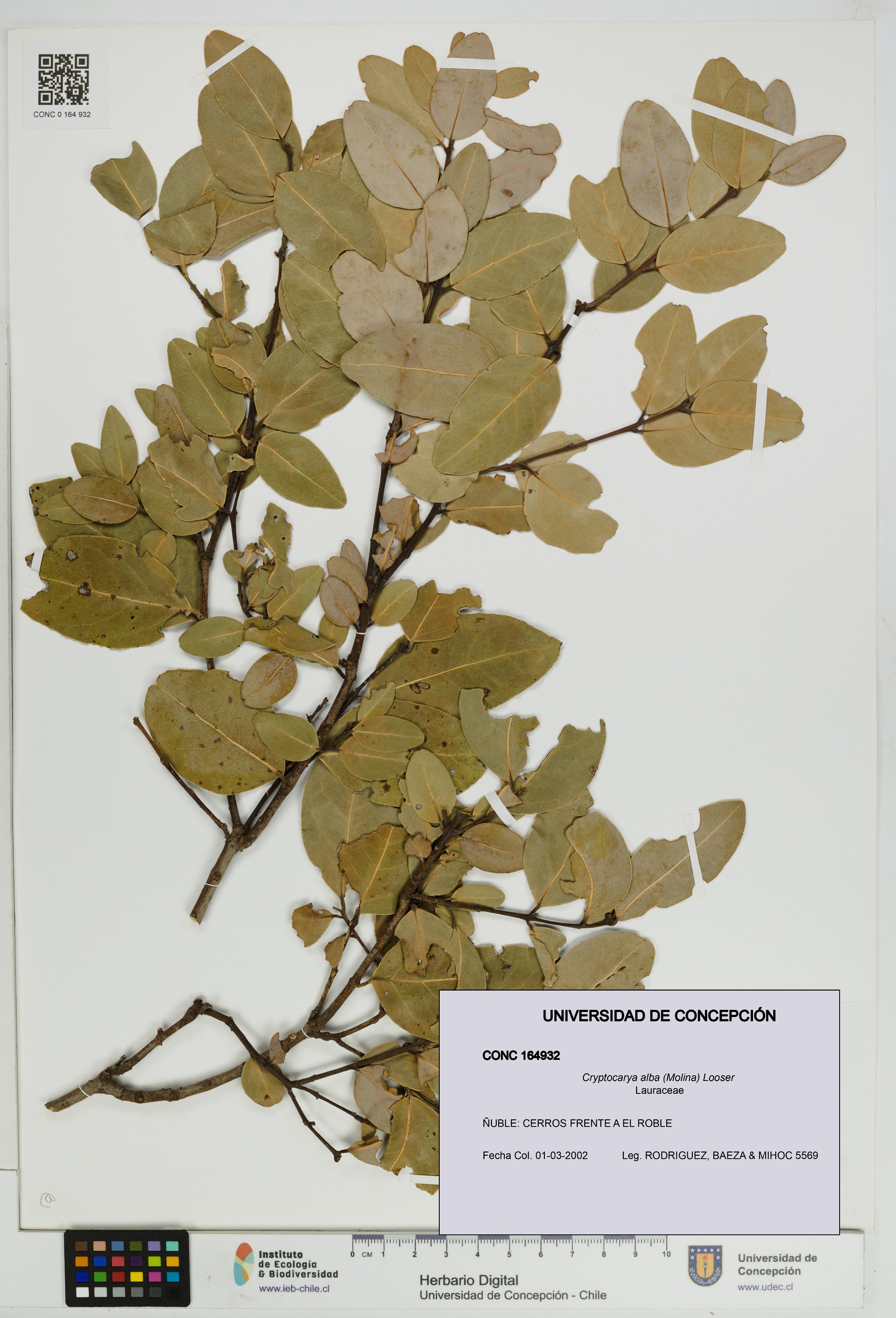 Cryptocarya alba [Espécimen: UDEC:CONC:0164932]