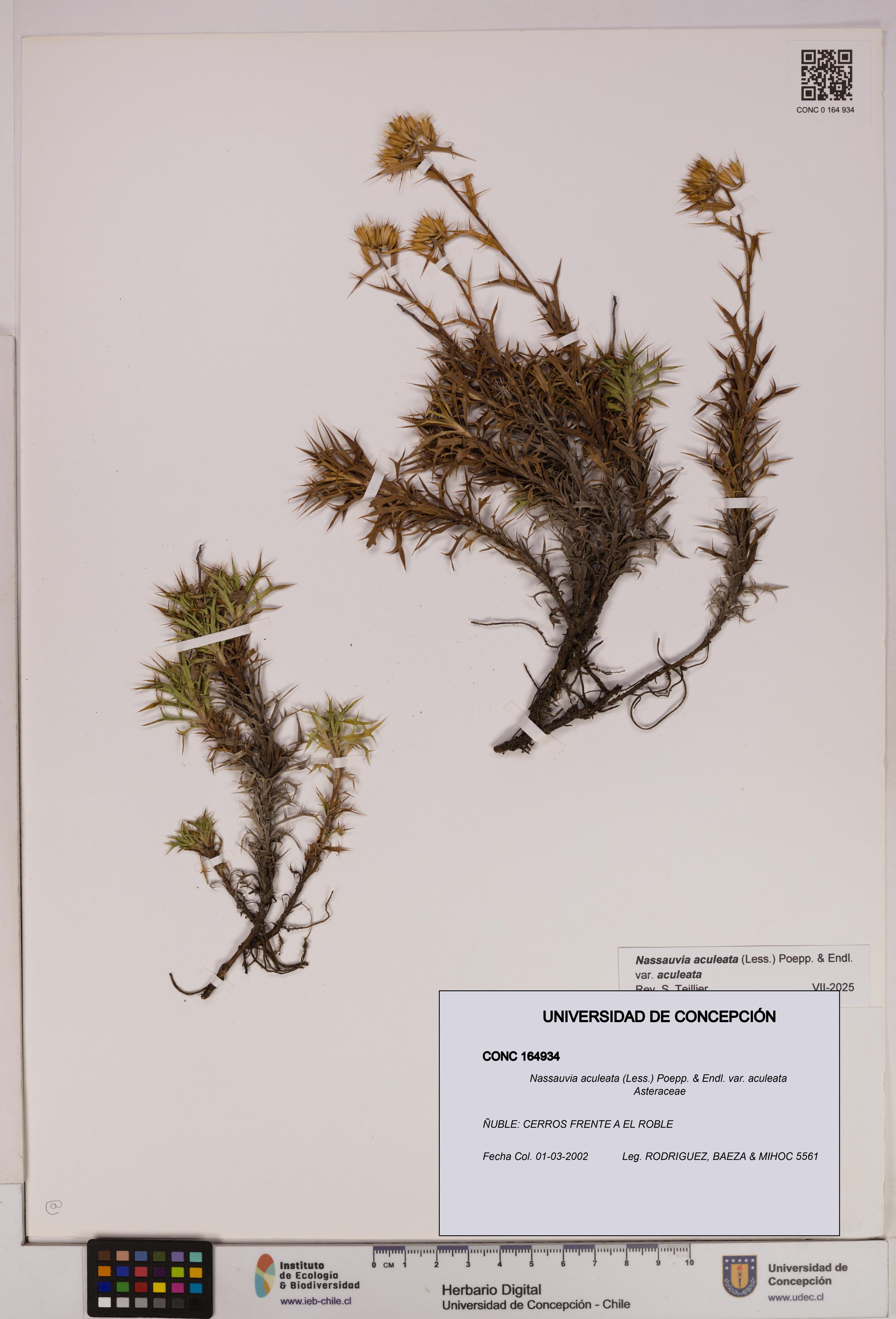 Nassauvia aculeata var. aculeata [Espécimen: UDEC:CONC:0164934]