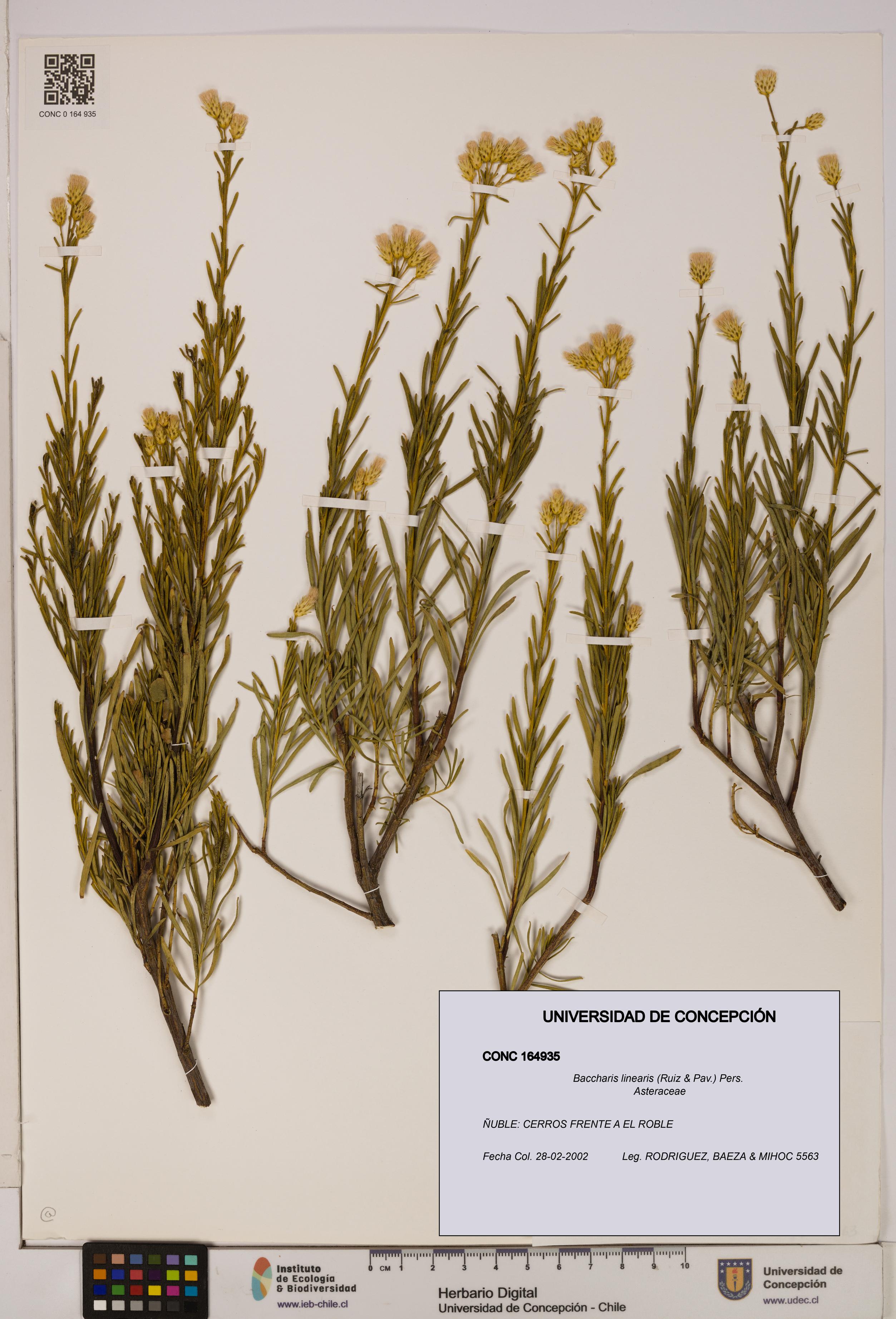 Baccharis linearis [Espécimen: UDEC:CONC:0164935]
