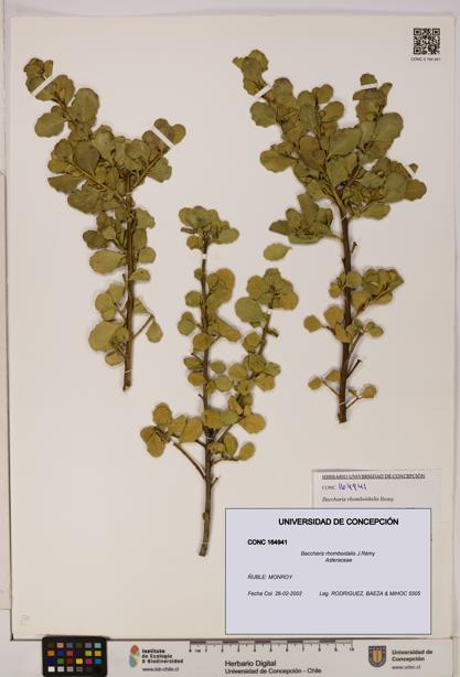 Baccharis rhomboidalis [Espécimen: UDEC:CONC:0164941]
