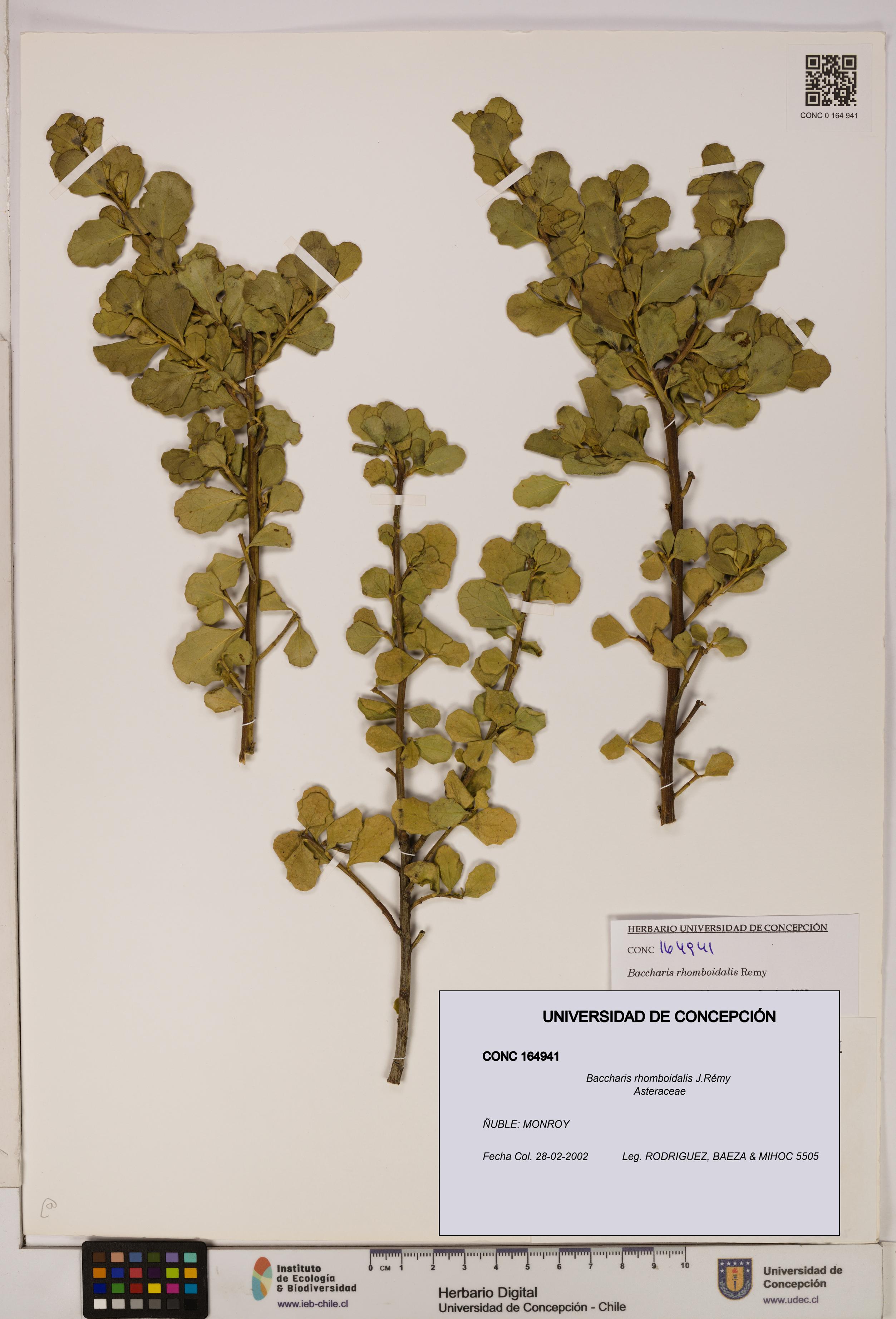 Baccharis rhomboidalis [Espécimen: UDEC:CONC:0164941]