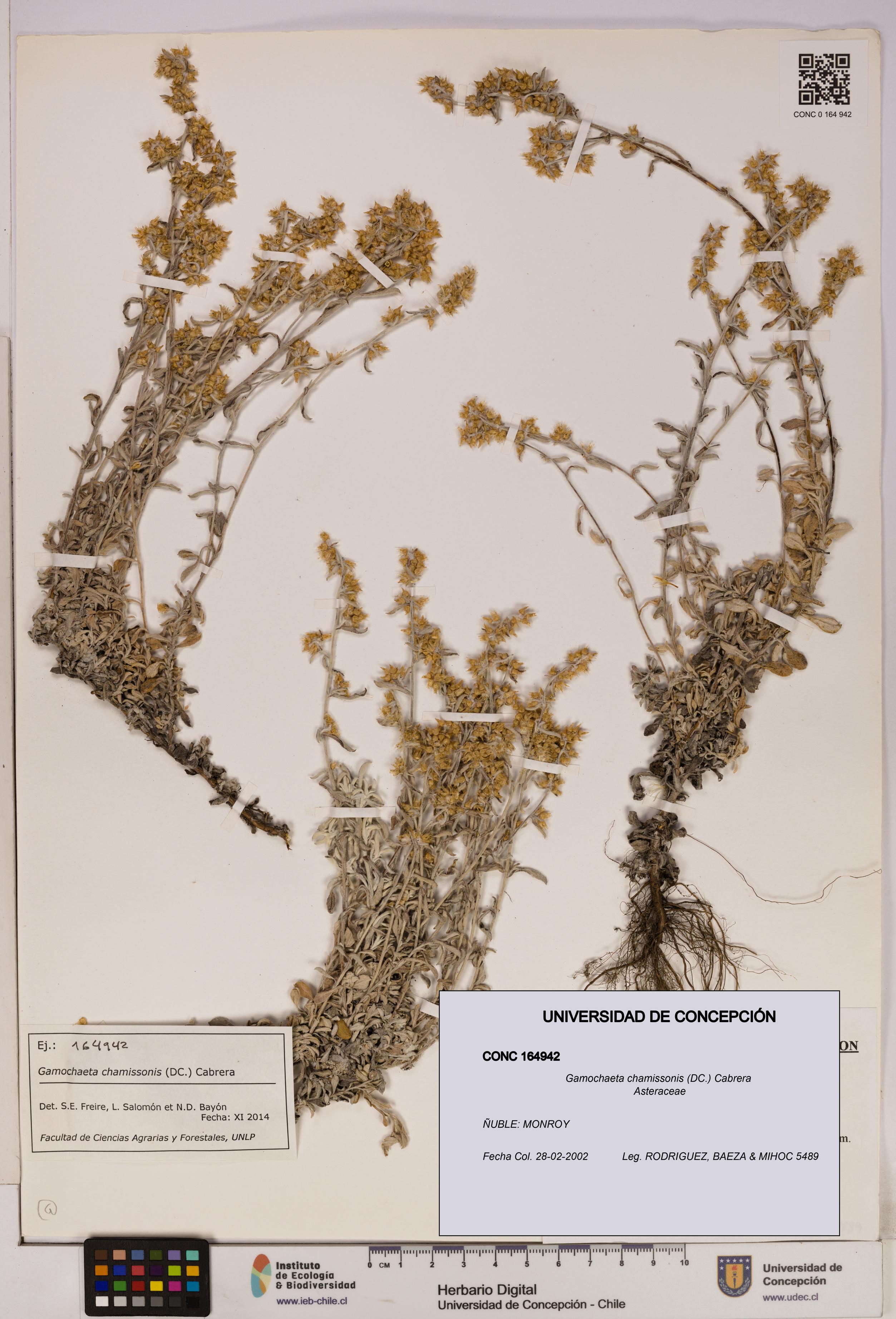 Gamochaeta chamissonis [Espécimen: UDEC:CONC:0164942]