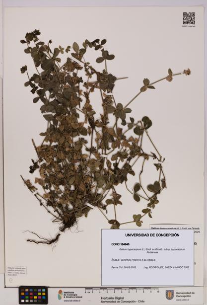 Galium hypocarpium subsp. hypocarpium [Espécimen: UDEC:CONC:0164945]
