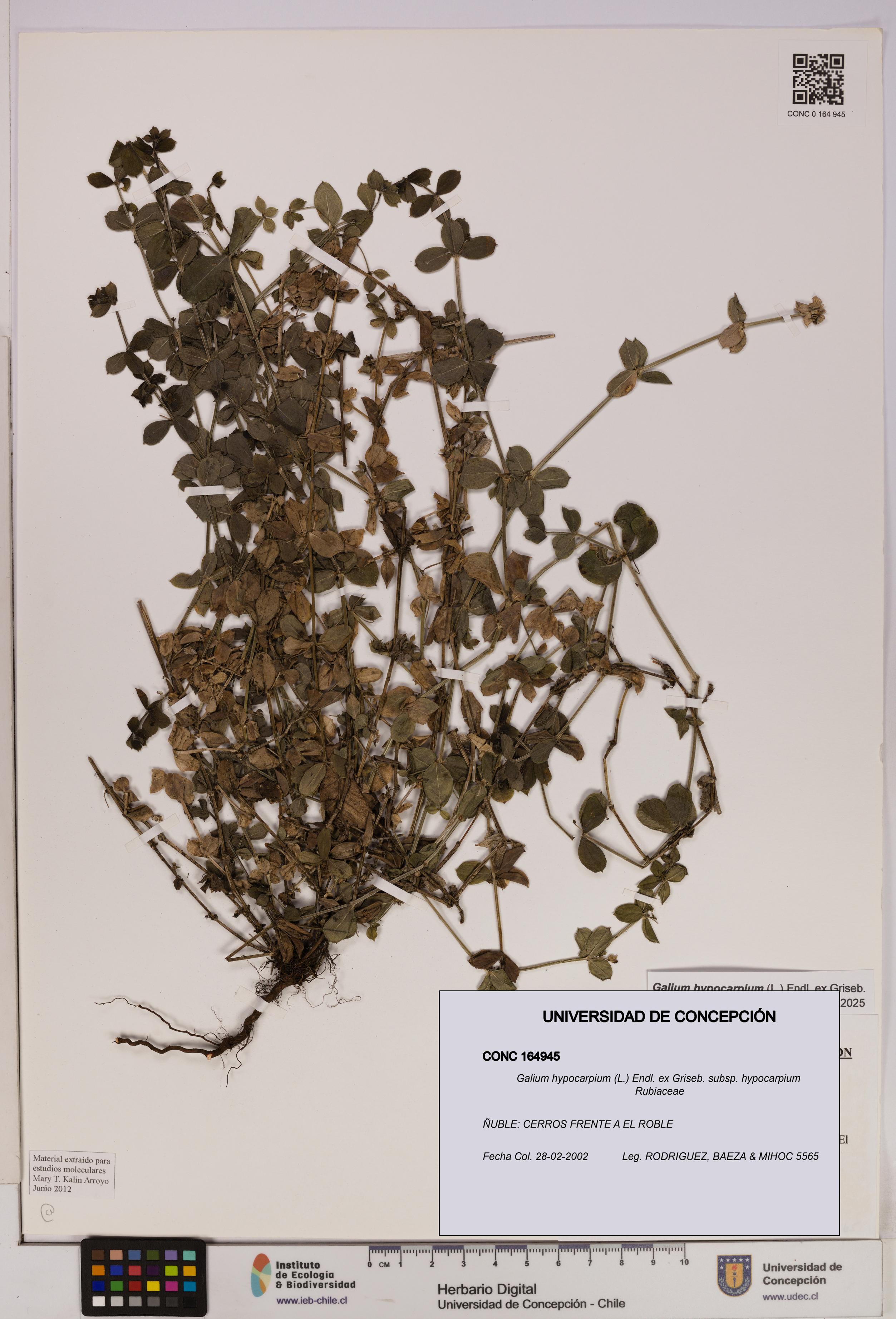 Galium hypocarpium subsp. hypocarpium [Espécimen: UDEC:CONC:0164945]