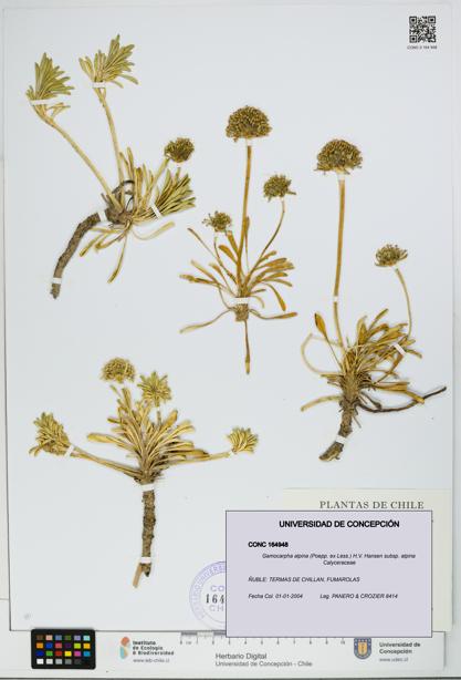 Gamocarpha alpina subsp. alpina [Espécimen: UDEC:CONC:0164948]