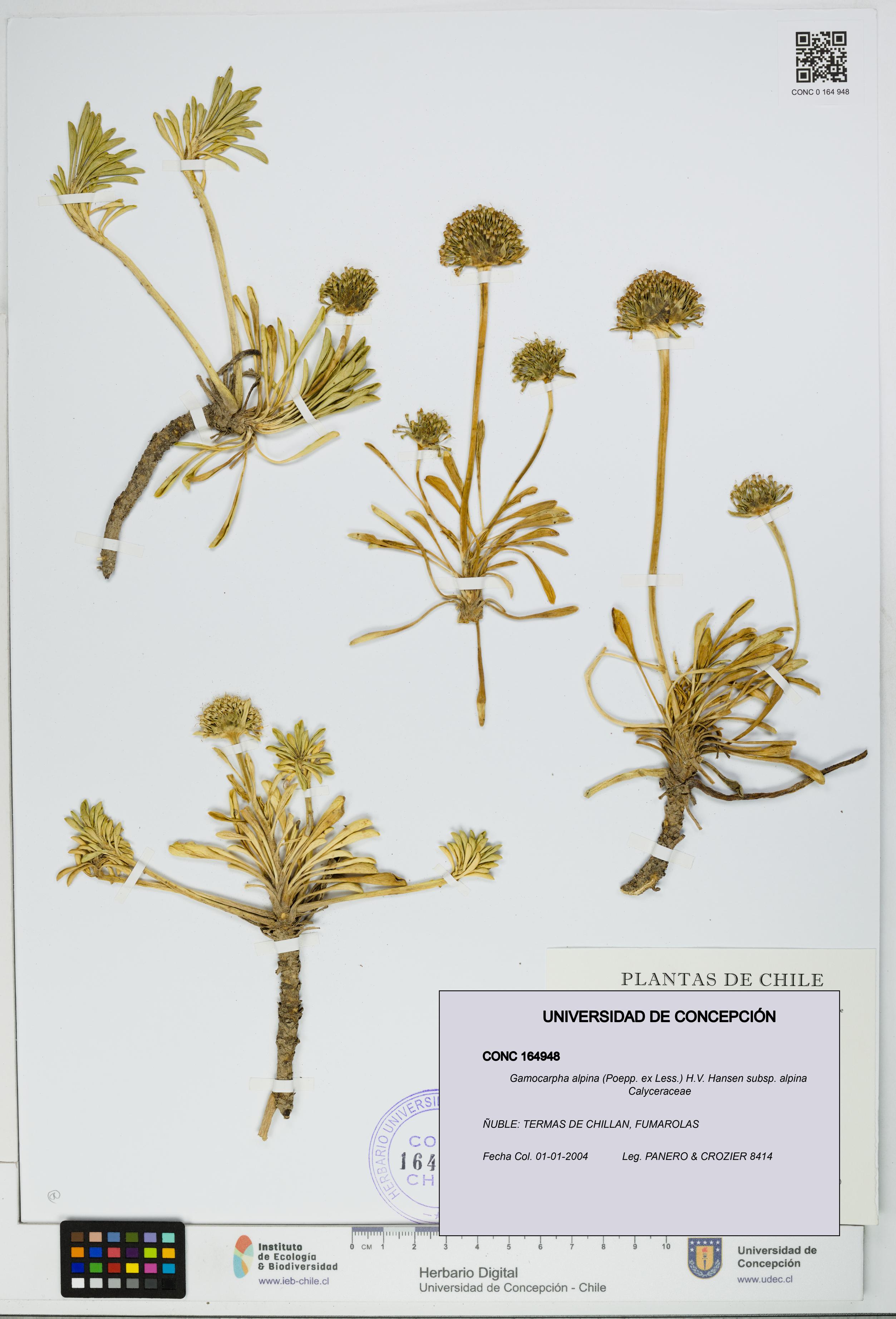 Gamocarpha alpina subsp. alpina [Espécimen: UDEC:CONC:0164948]