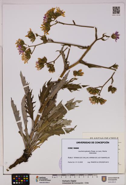 Leucheria glacialis [Espécimen: UDEC:CONC:0164949]