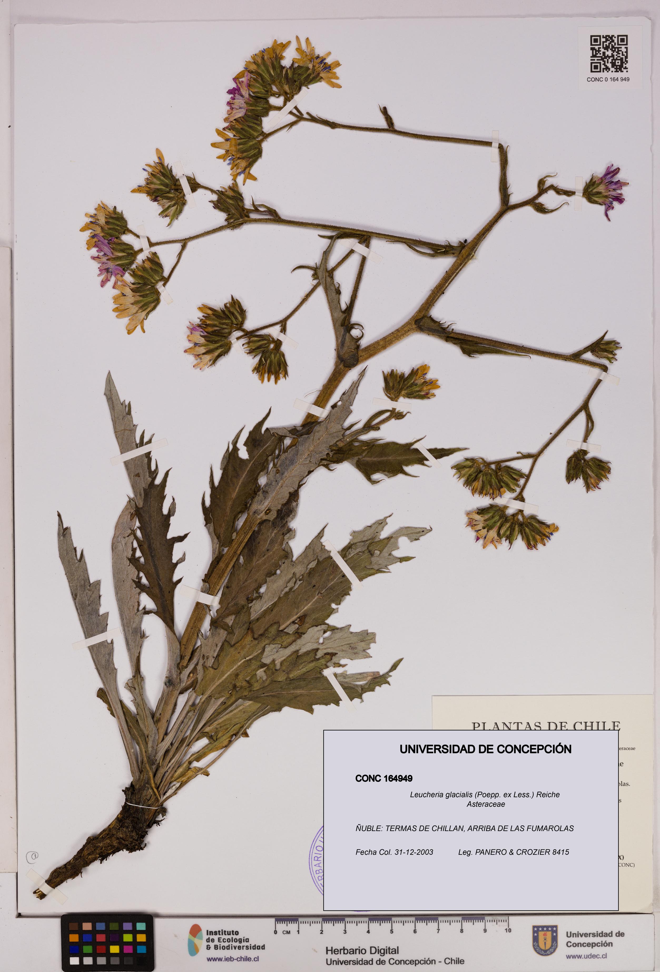 Leucheria glacialis [Espécimen: UDEC:CONC:0164949]