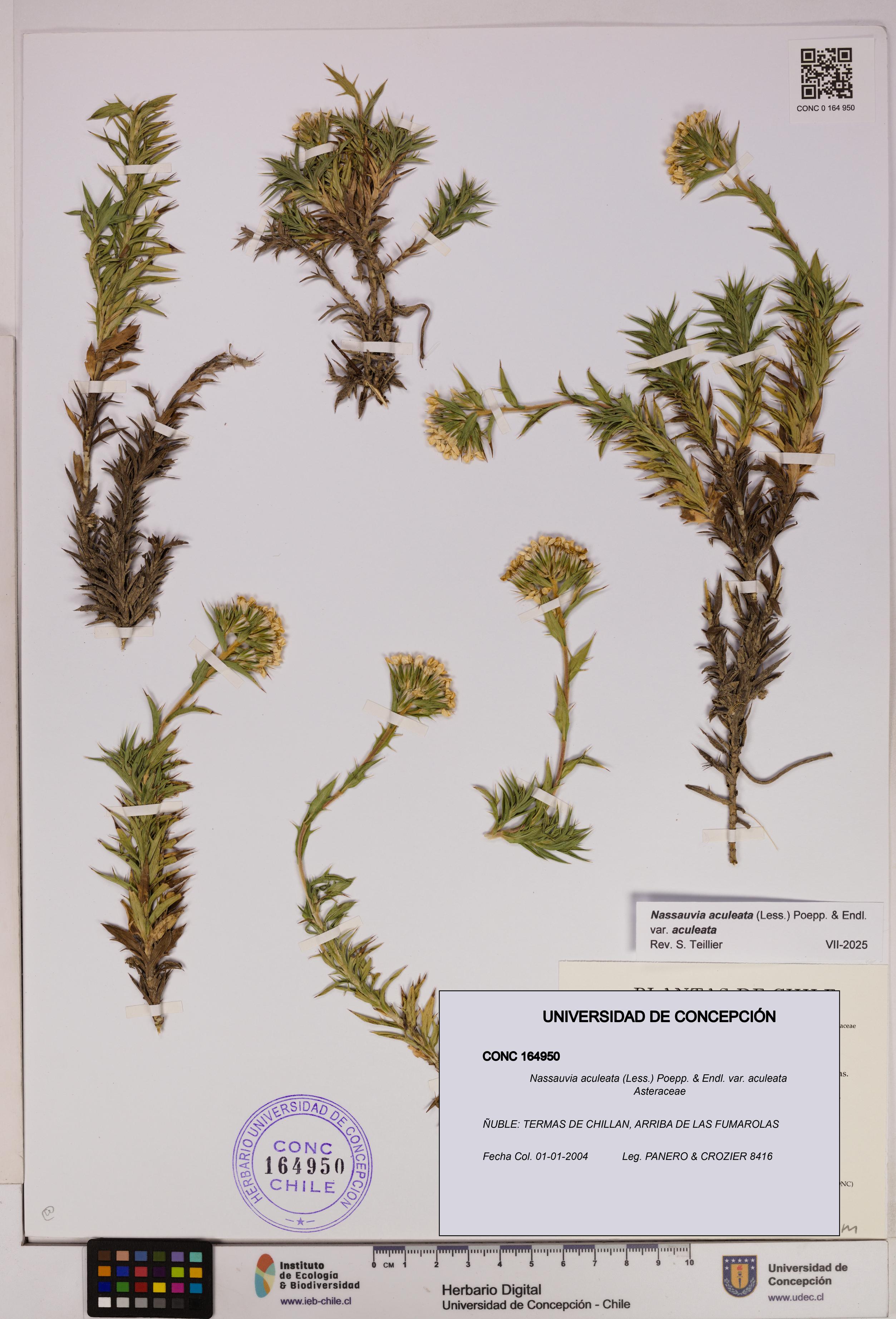 Nassauvia aculeata var. aculeata [Espécimen: UDEC:CONC:0164950]