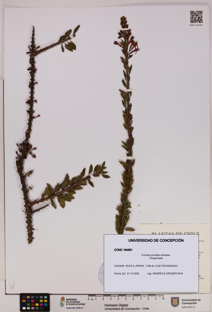 Fuchsia lycioides [Espécimen: UDEC:CONC:0164951]