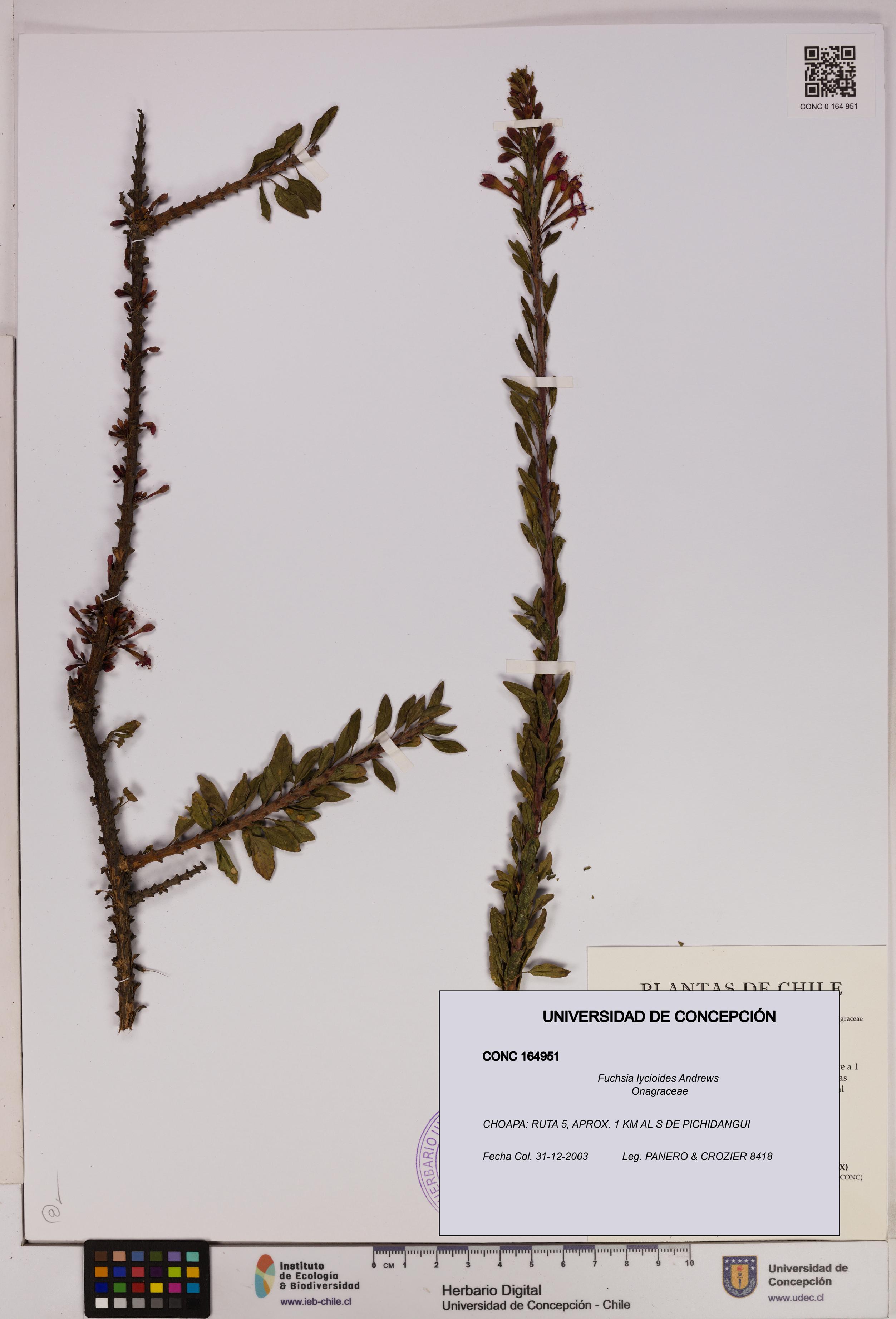 Fuchsia lycioides [Espécimen: UDEC:CONC:0164951]