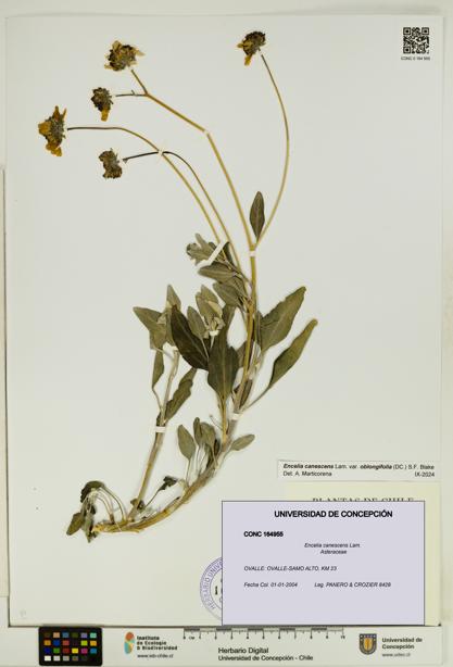Encelia canescens [Espécimen: UDEC:CONC:0164955]
