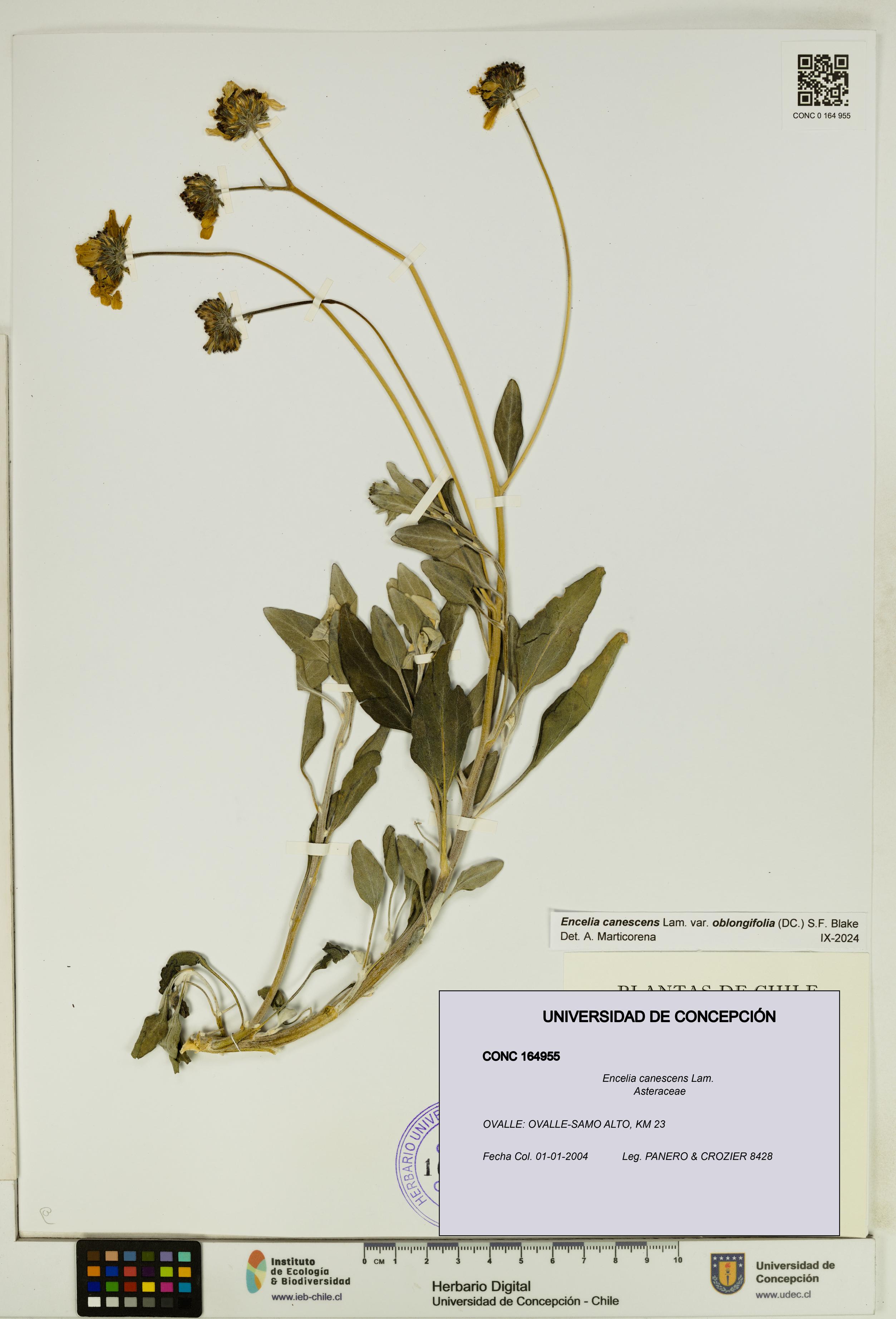 Encelia canescens [Espécimen: UDEC:CONC:0164955]