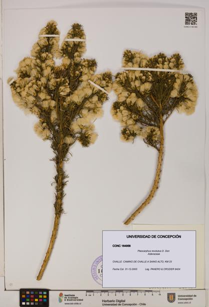 Pleocarphus revolutus [Espécimen: UDEC:CONC:0164956]