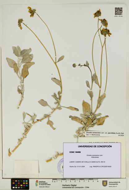 Encelia canescens [Espécimen: UDEC:CONC:0164959]