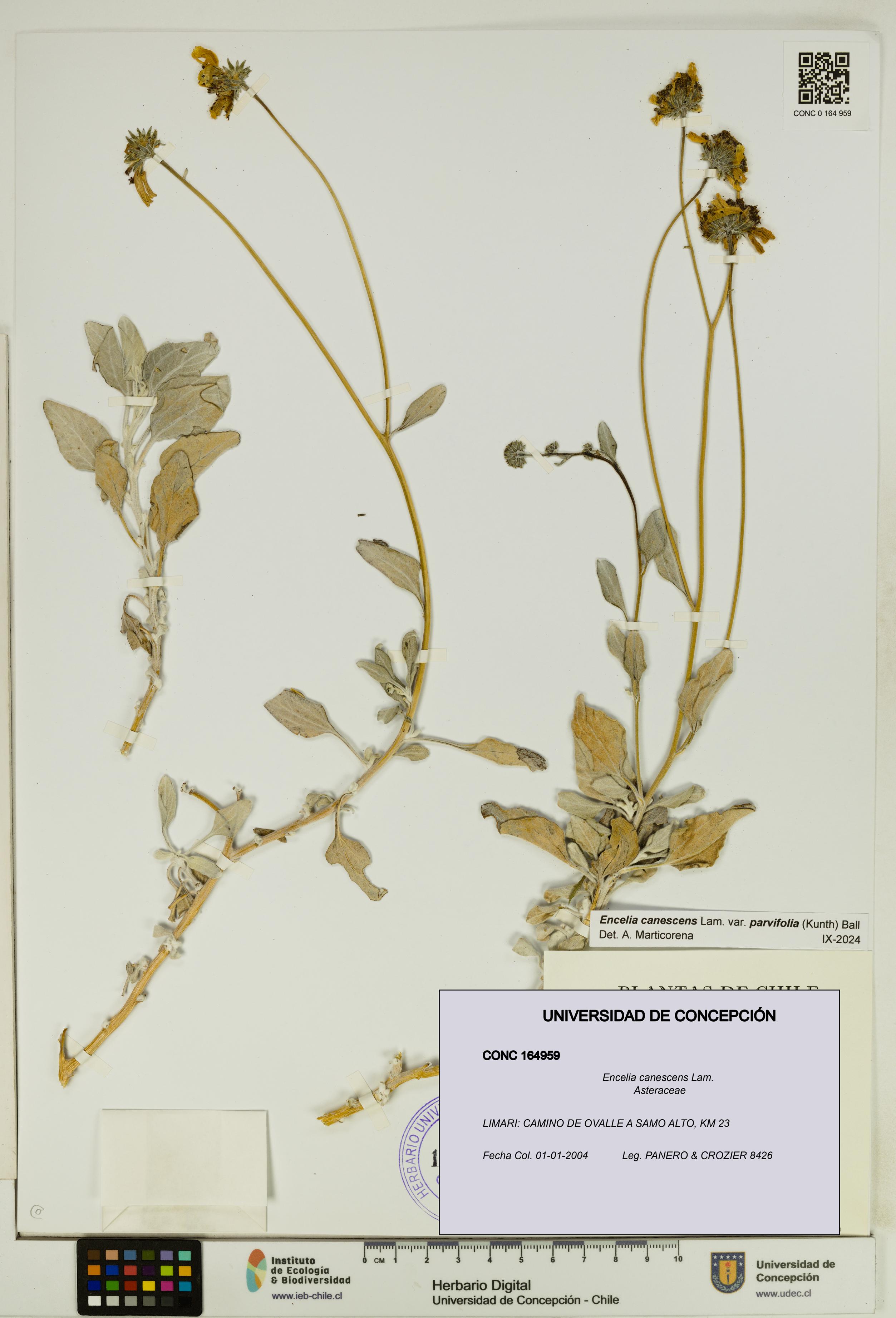 Encelia canescens [Espécimen: UDEC:CONC:0164959]