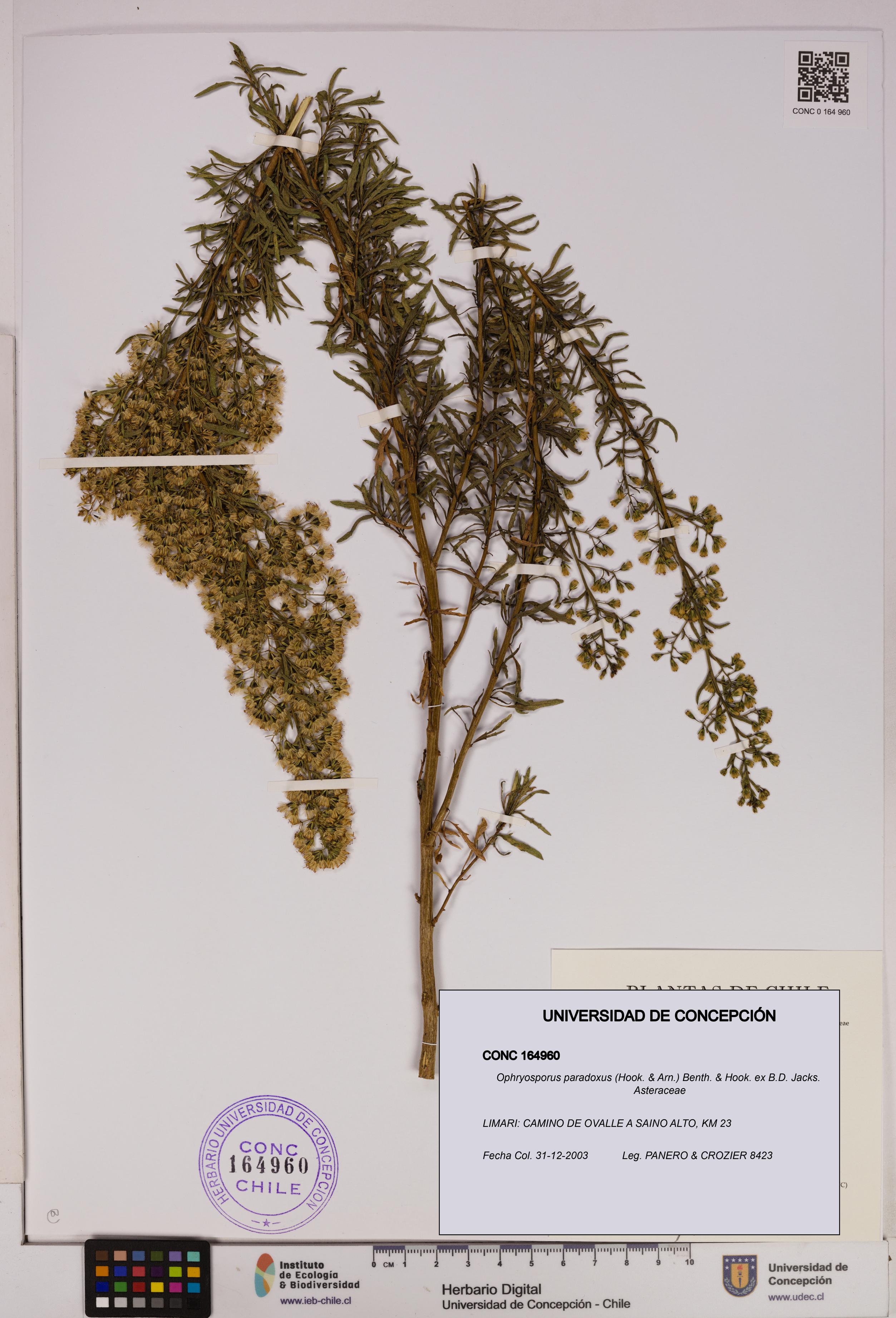 Ophryosporus paradoxus [Espécimen: UDEC:CONC:0164960]