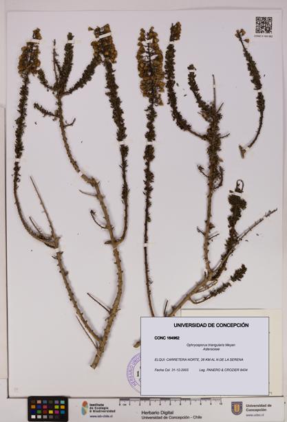 Ophryosporus triangularis [Espécimen: UDEC:CONC:0164962]