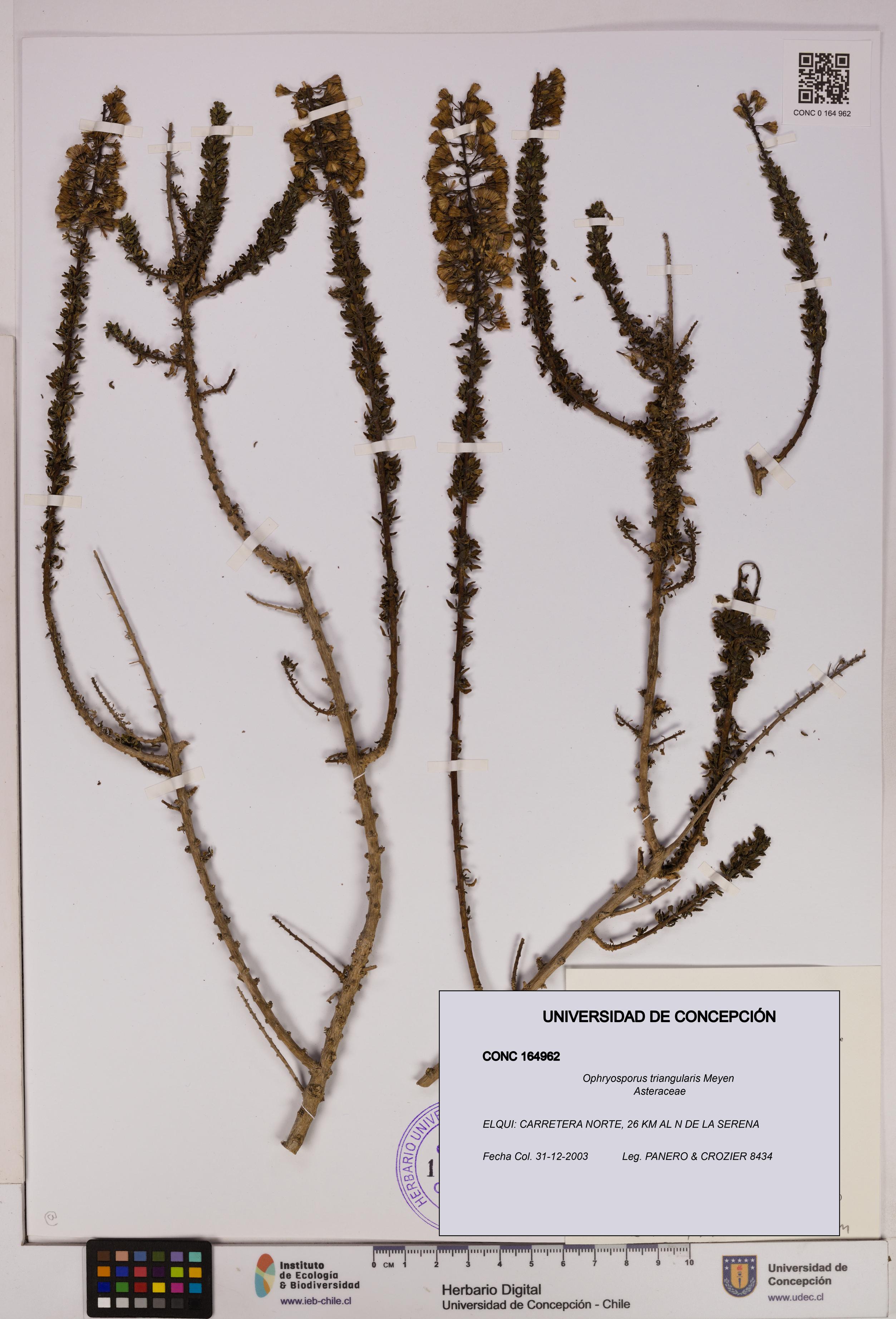 Ophryosporus triangularis [Espécimen: UDEC:CONC:0164962]