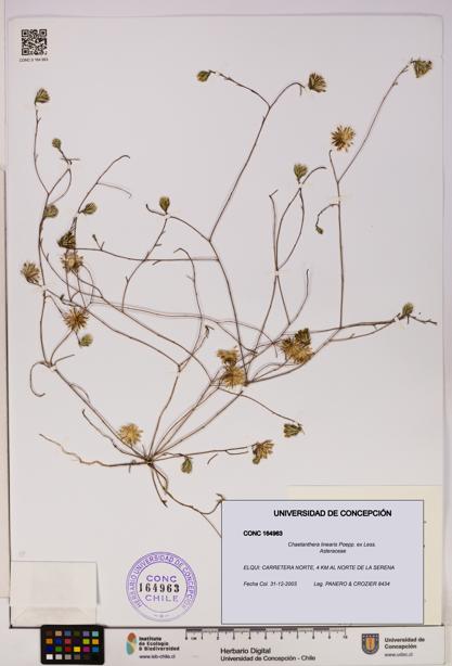 Chaetanthera linearis [Espécimen: UDEC:CONC:0164963]