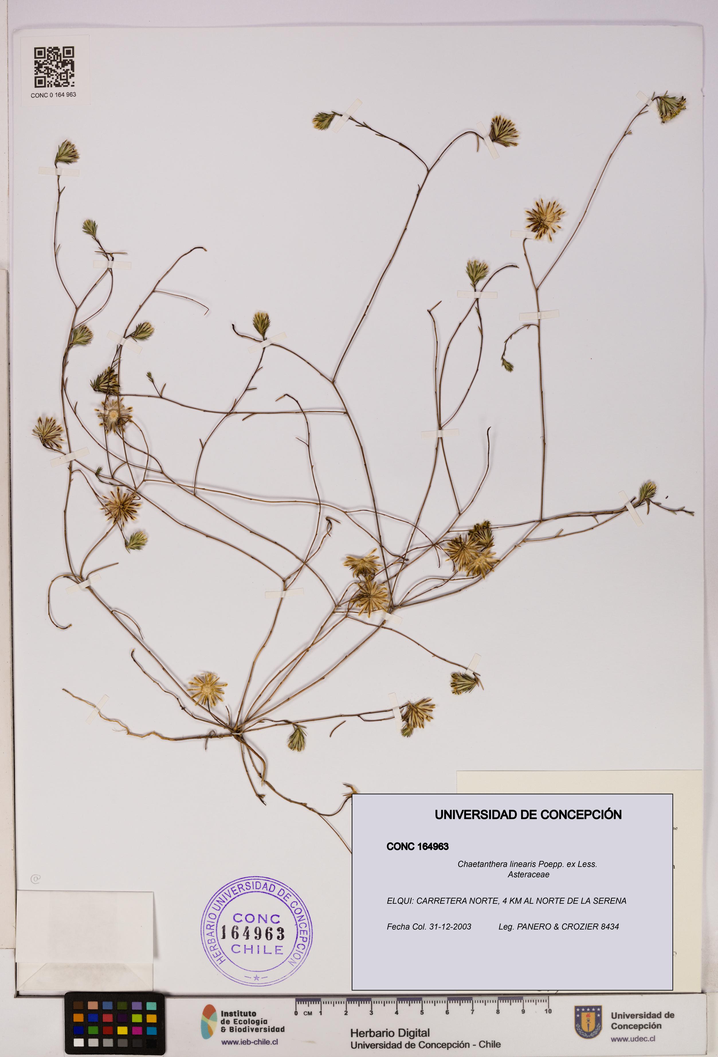 Chaetanthera linearis [Espécimen: UDEC:CONC:0164963]