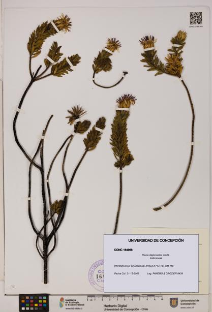 Plazia daphnoides [Espécimen: UDEC:CONC:0164968]