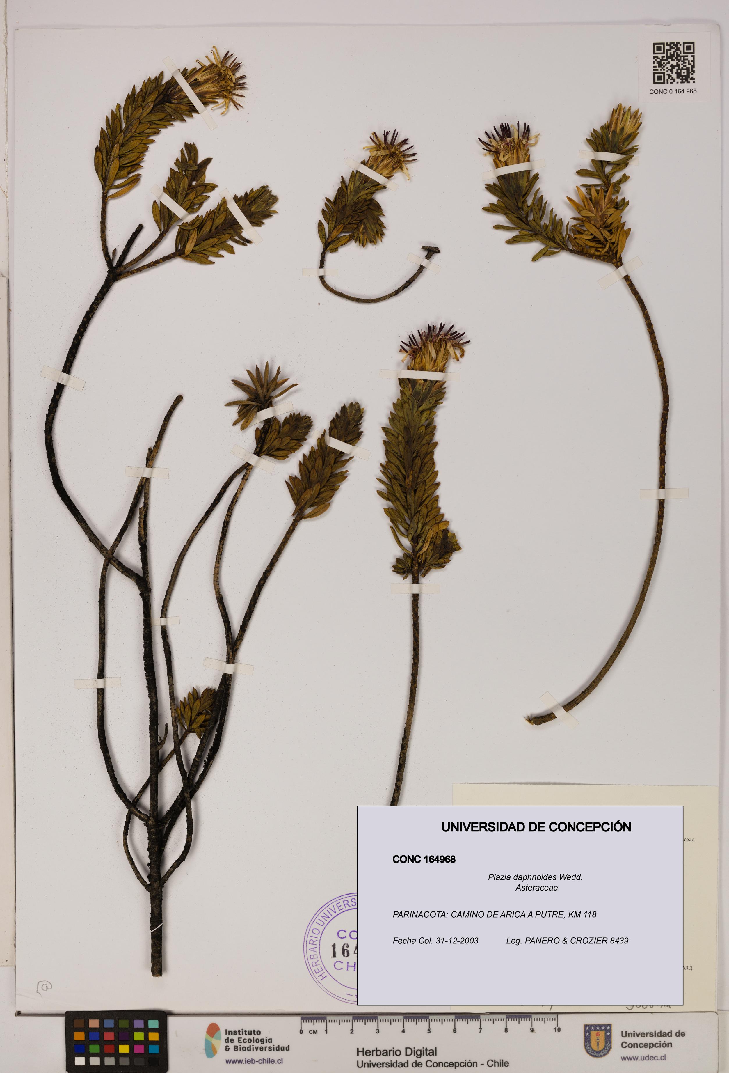 Plazia daphnoides [Espécimen: UDEC:CONC:0164968]