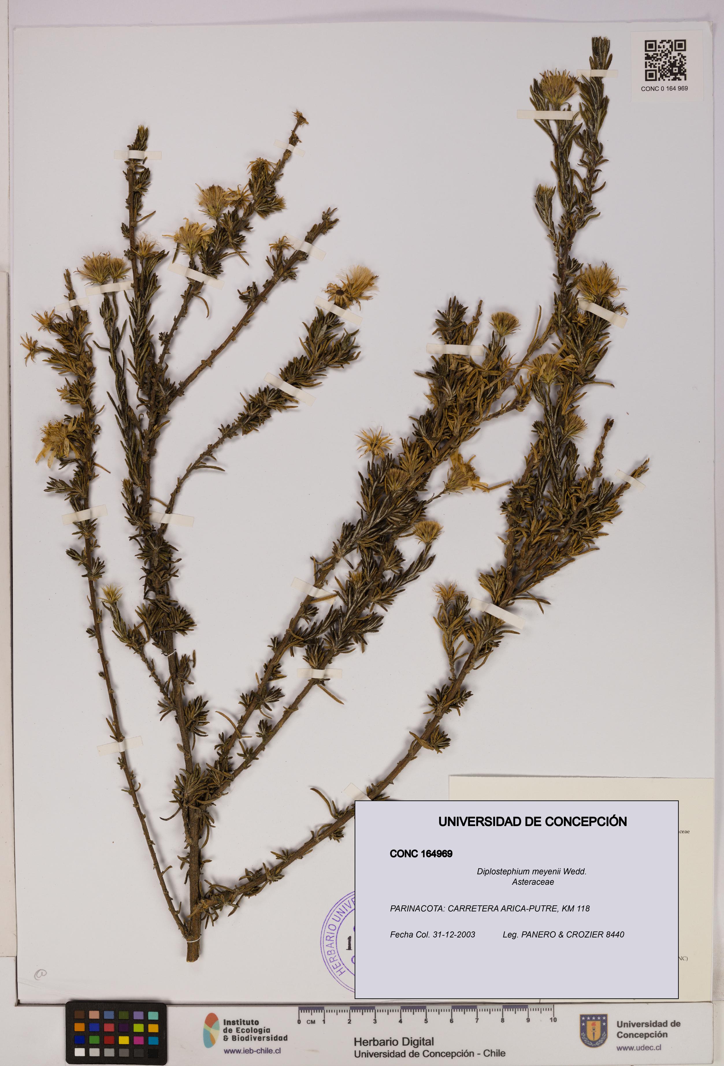 Diplostephium meyenii [Espécimen: UDEC:CONC:0164969]