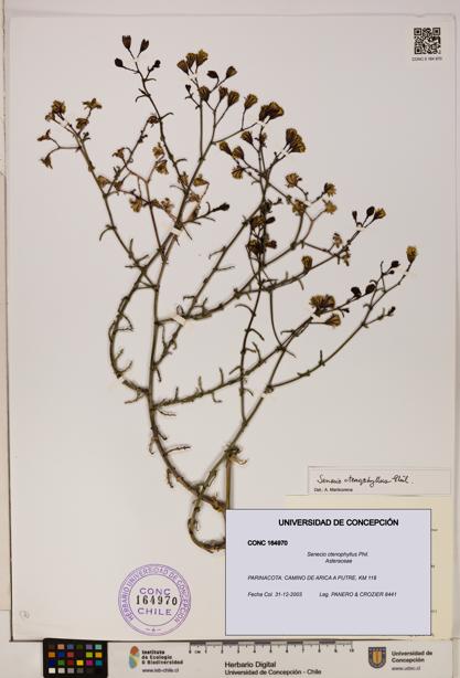 Senecio ctenophyllus [Espécimen: UDEC:CONC:0164970]