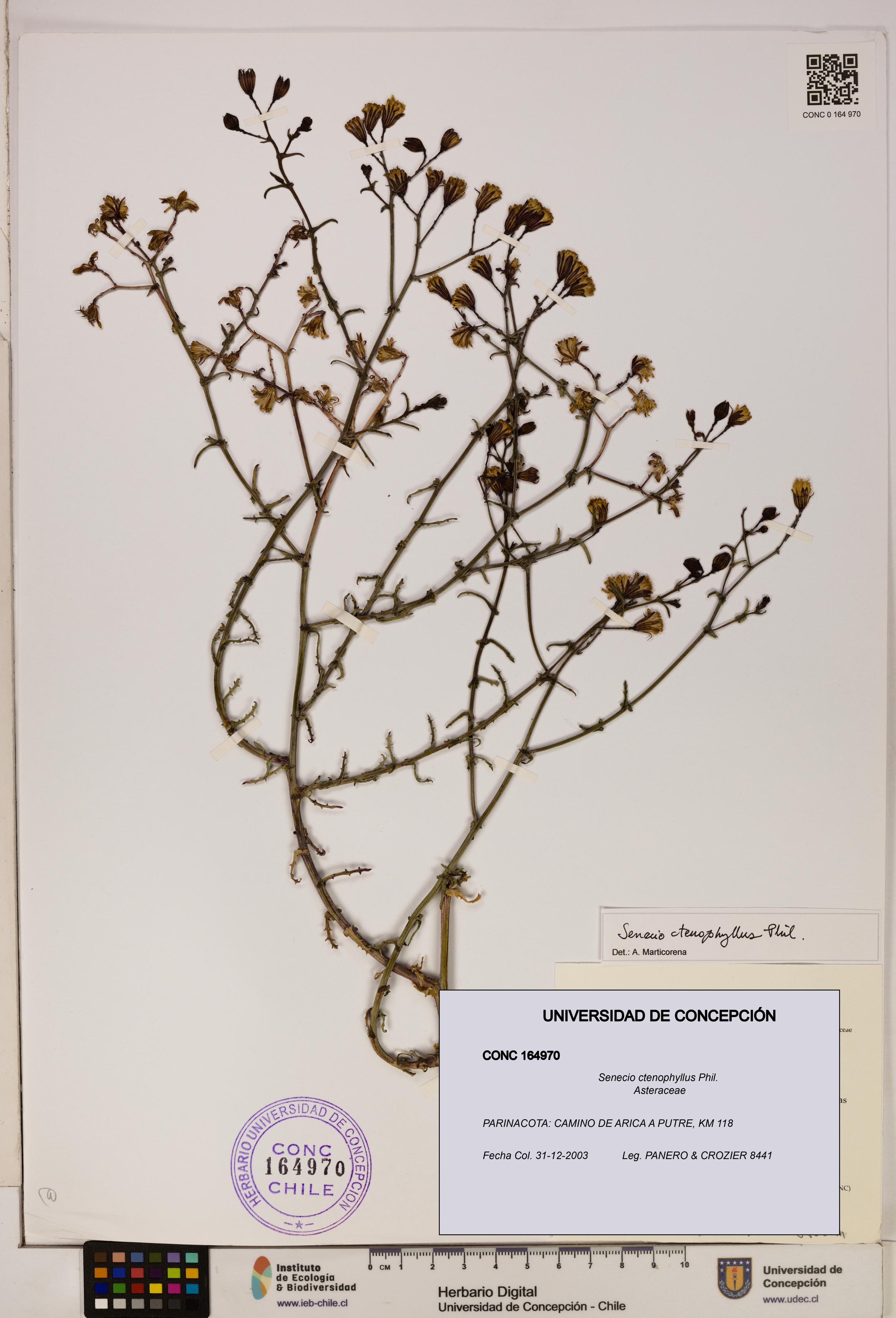 Senecio ctenophyllus [Espécimen: UDEC:CONC:0164970]