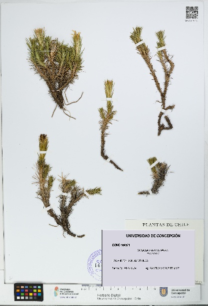 Calopappus acerosus [Espécimen: ]